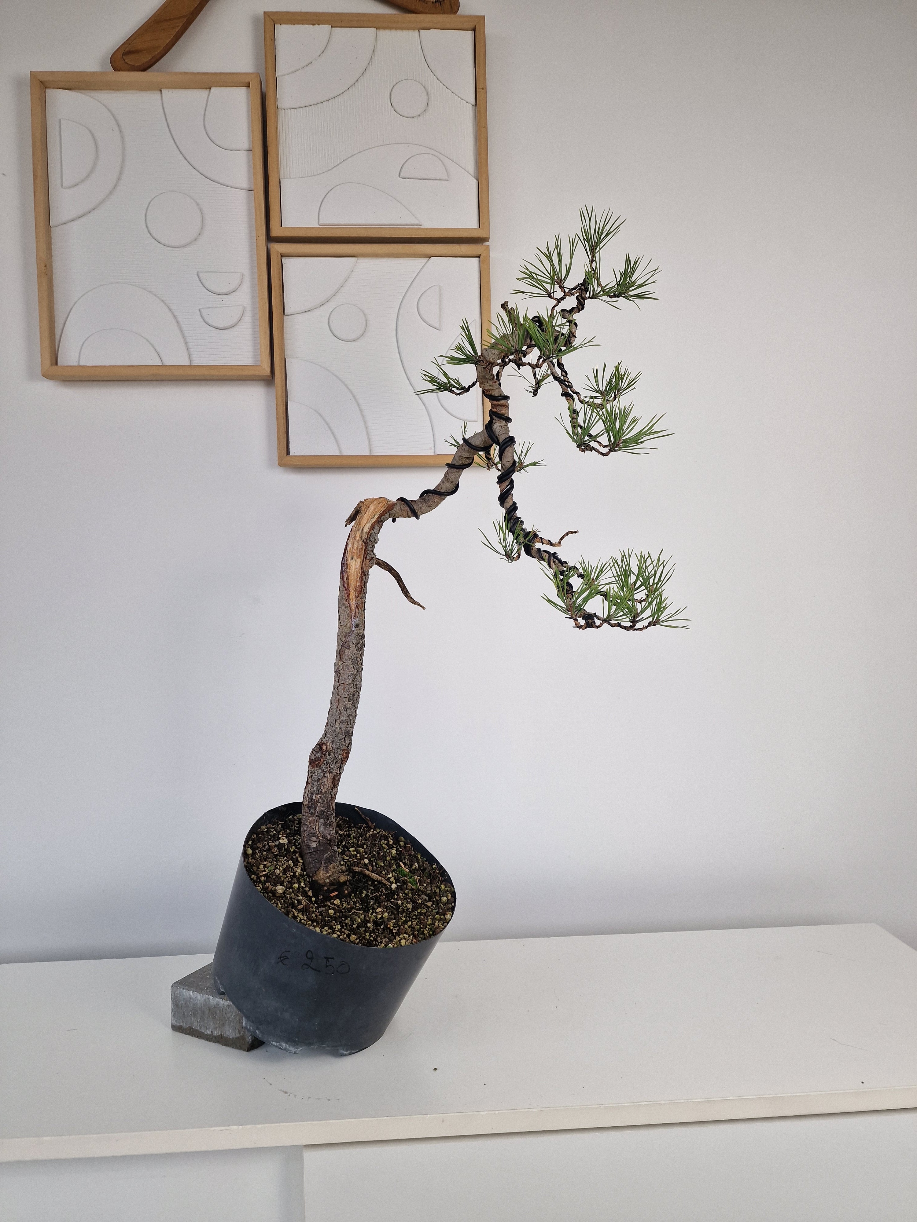 Pinus sylvestris Pre-Bonsai No.2 – Bonsai Lab