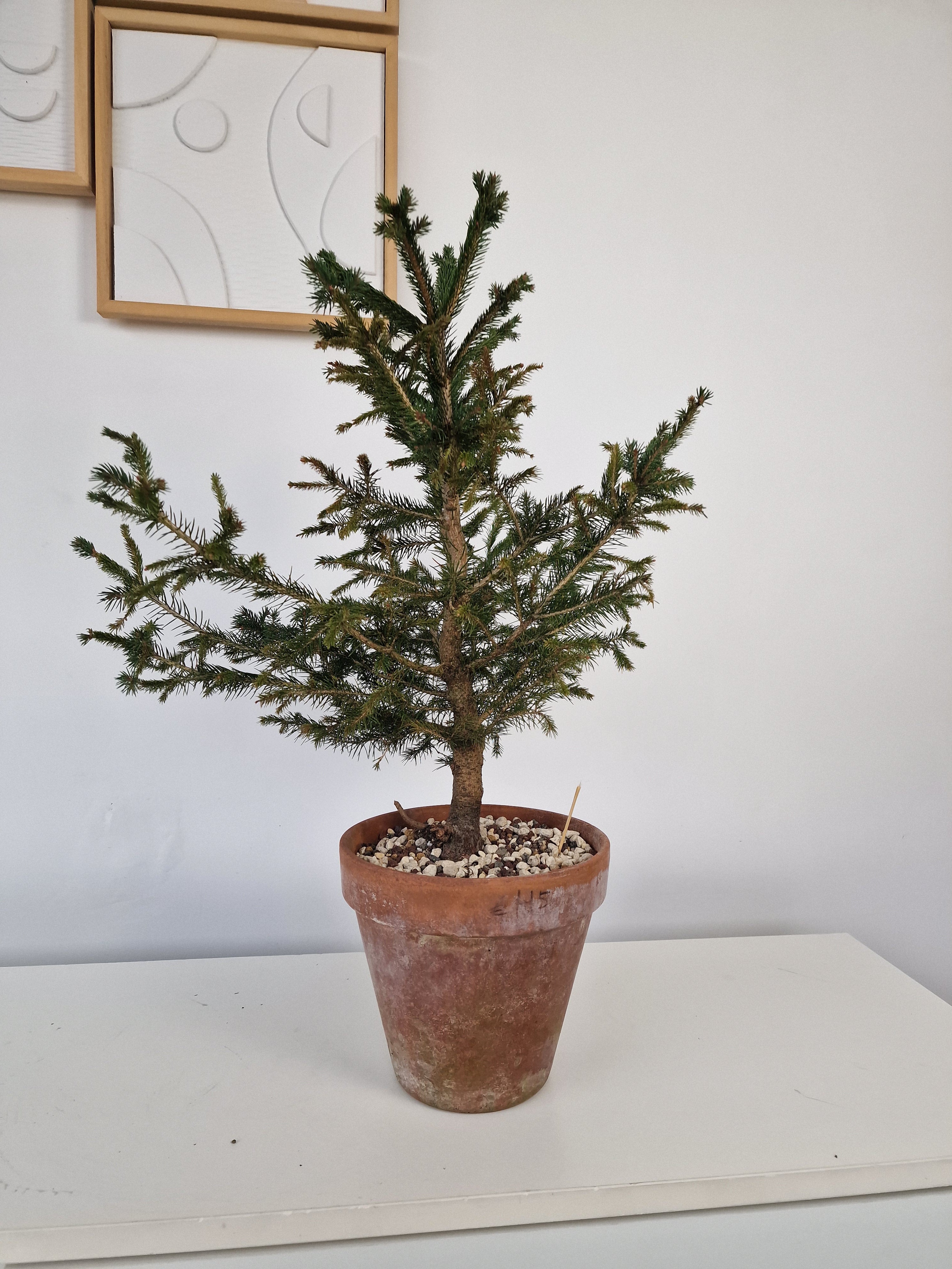 Picea pre-bonsai No. 2 – Bonsai Lab