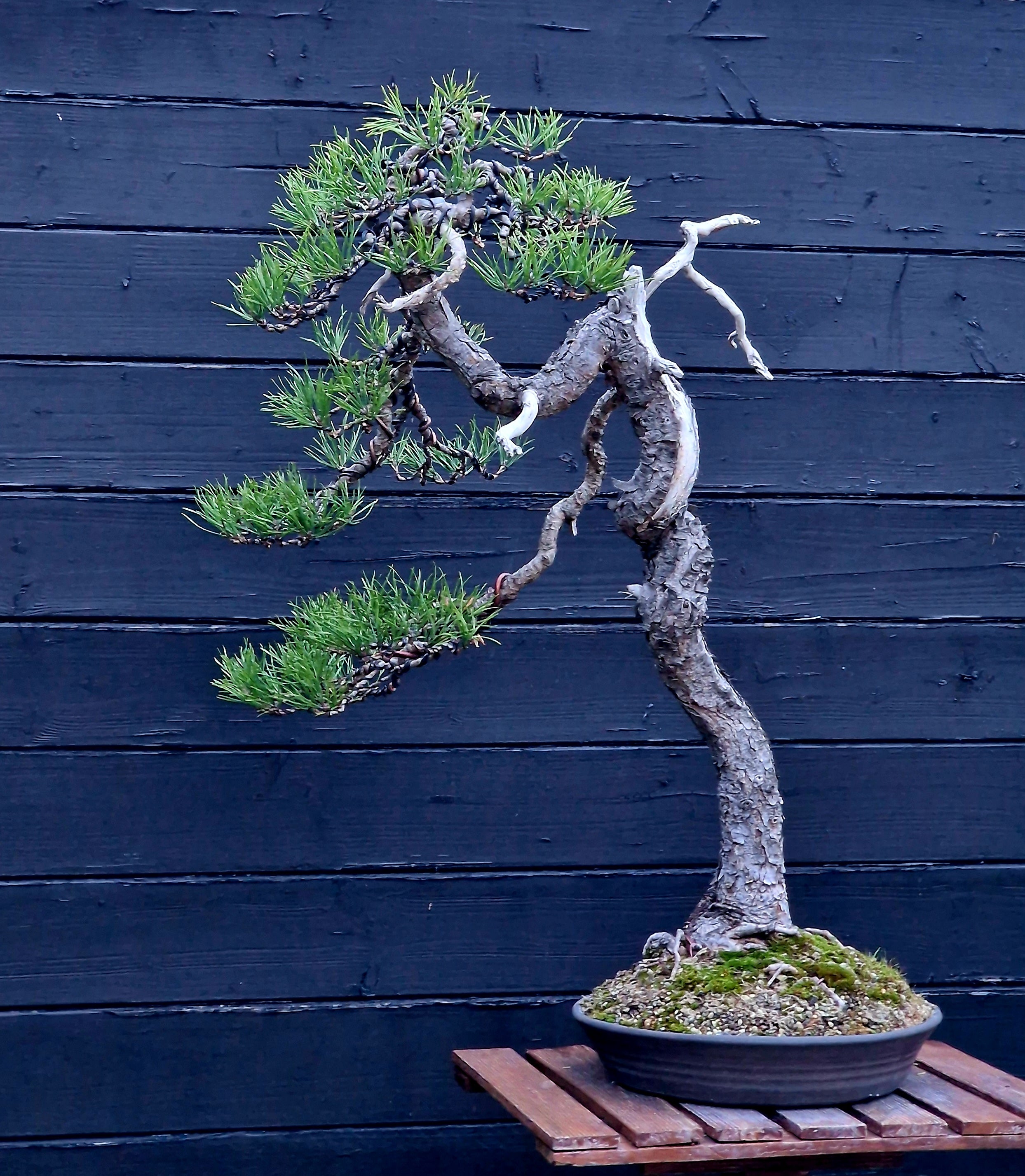 Featured products – Bonsai Lab