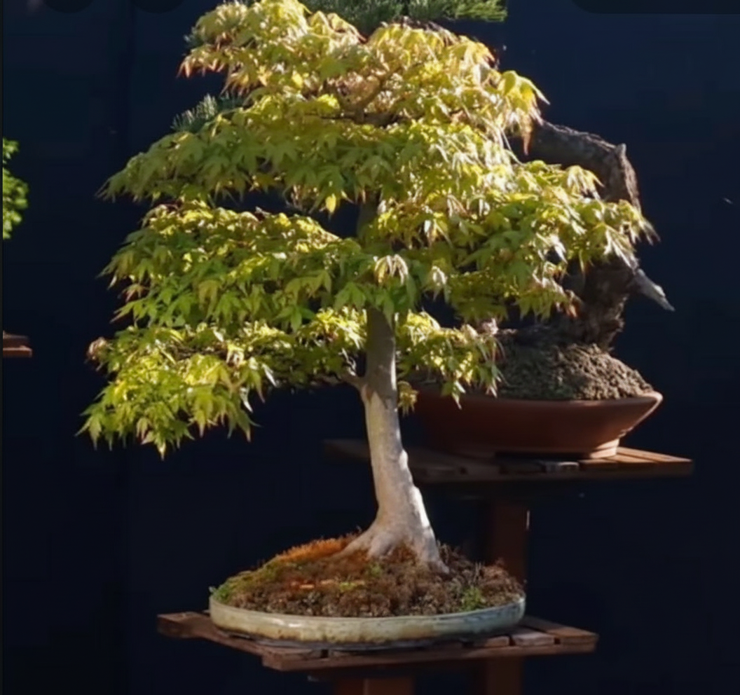 Bonsai trees