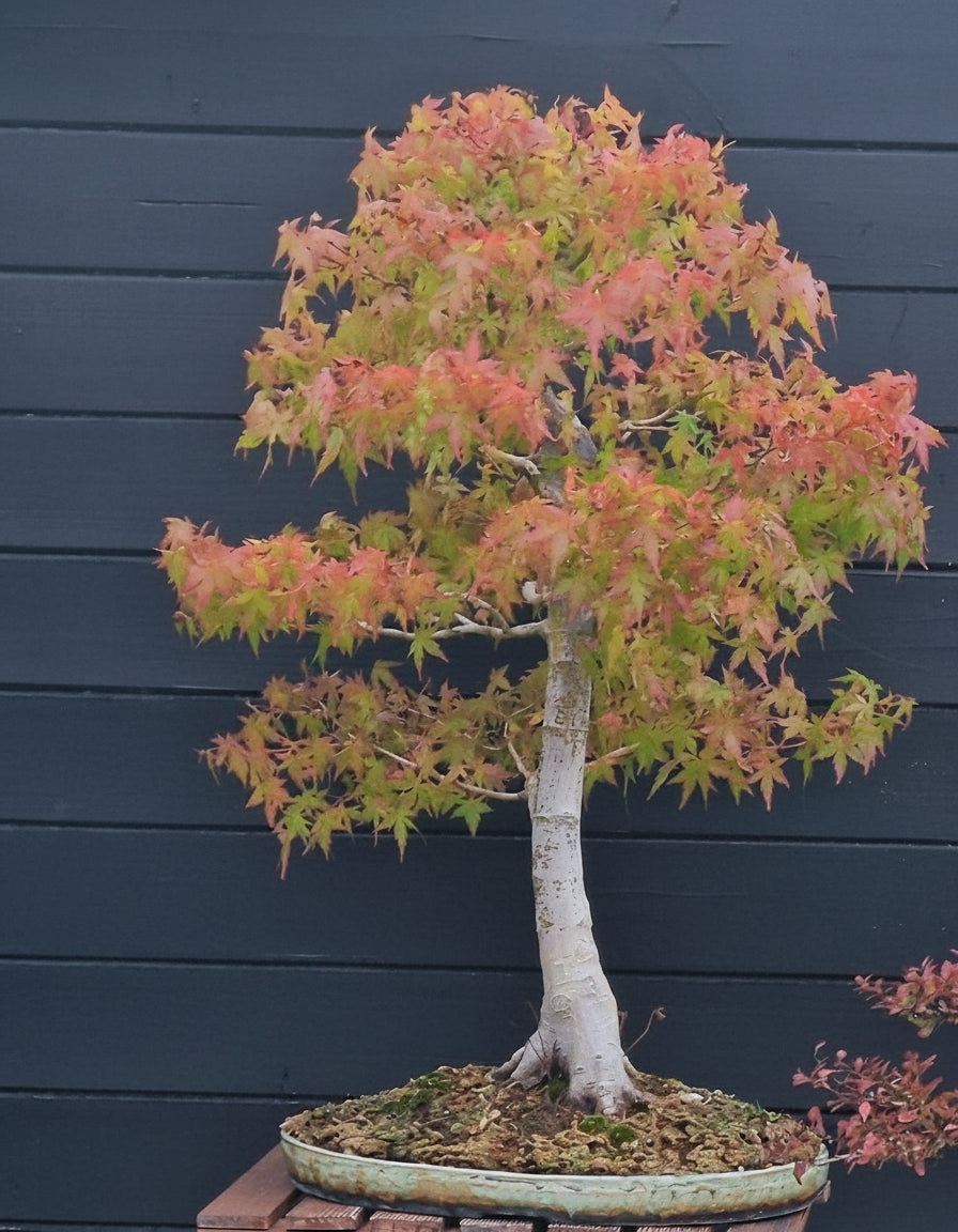 Acer palmatum bonsai No.2