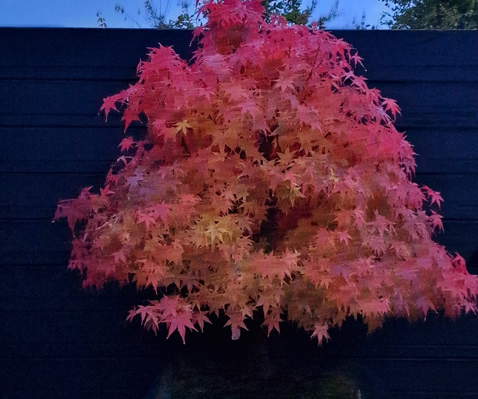 Acer palmatum bonsai nr. 1