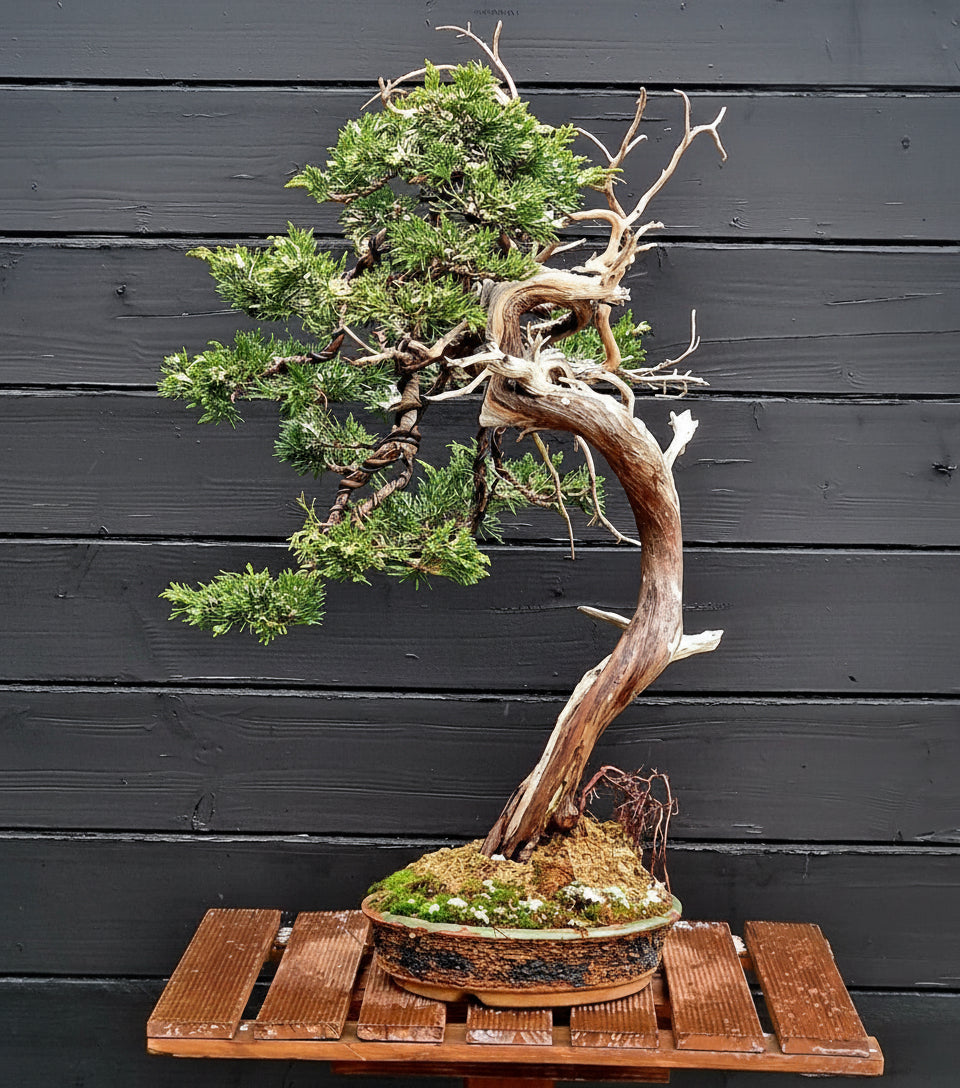 Juniperus sabina Yamadori bonsai nr.1