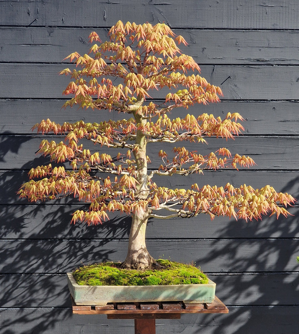 Acer palmatum bonsai No.1