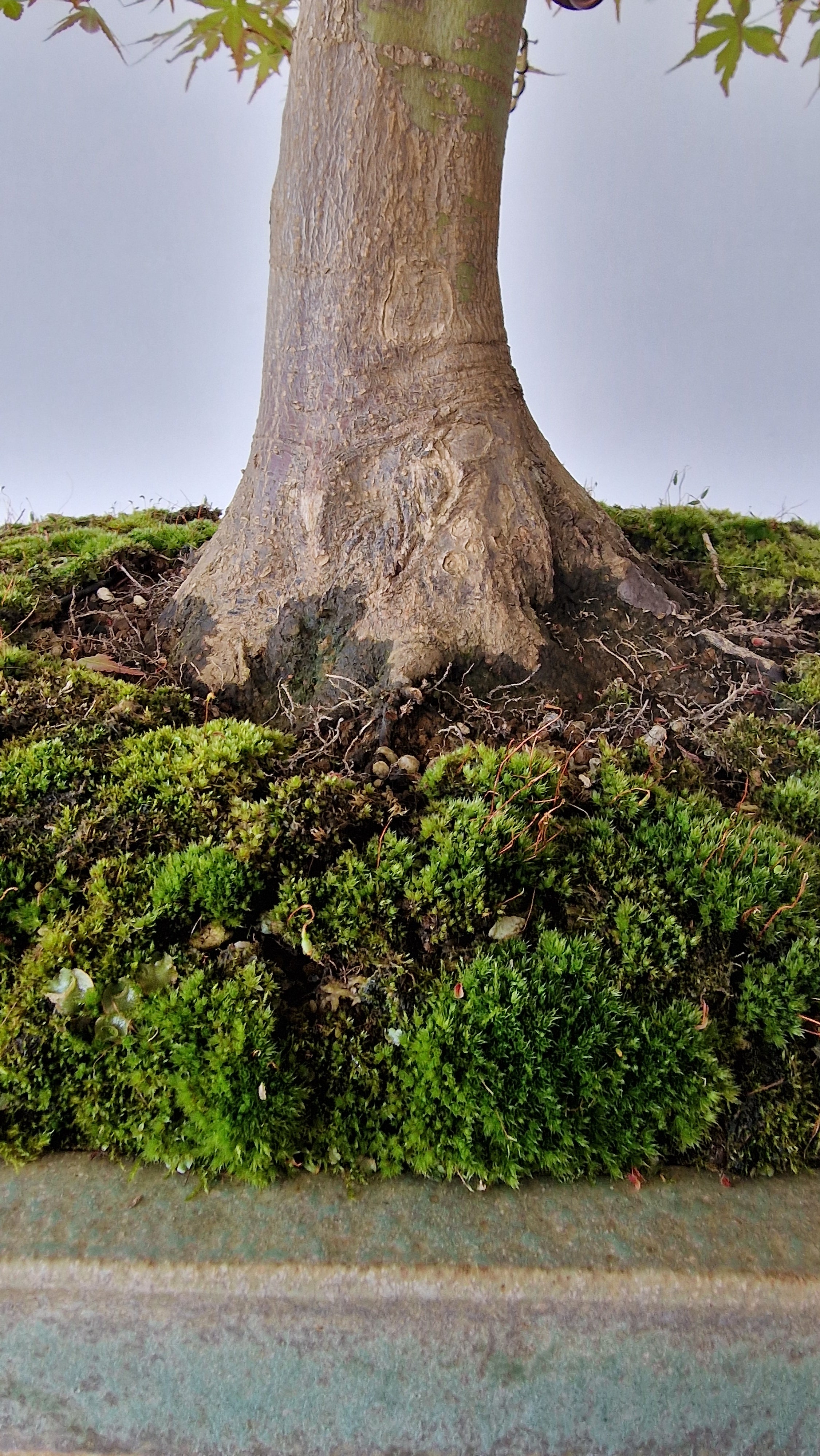 Acer palmatum bonsai No.1