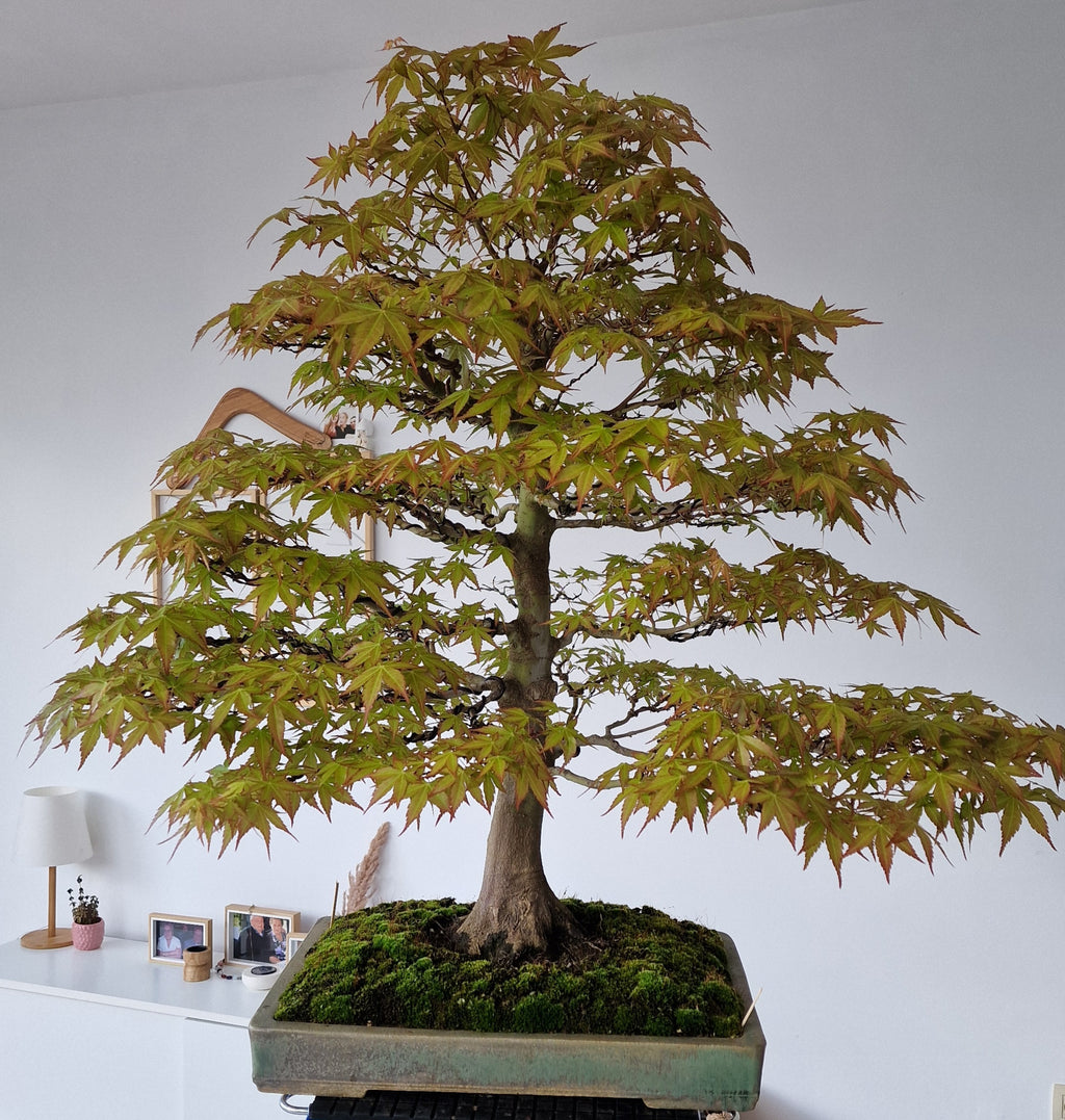 Acer palmatum bonsai No.1