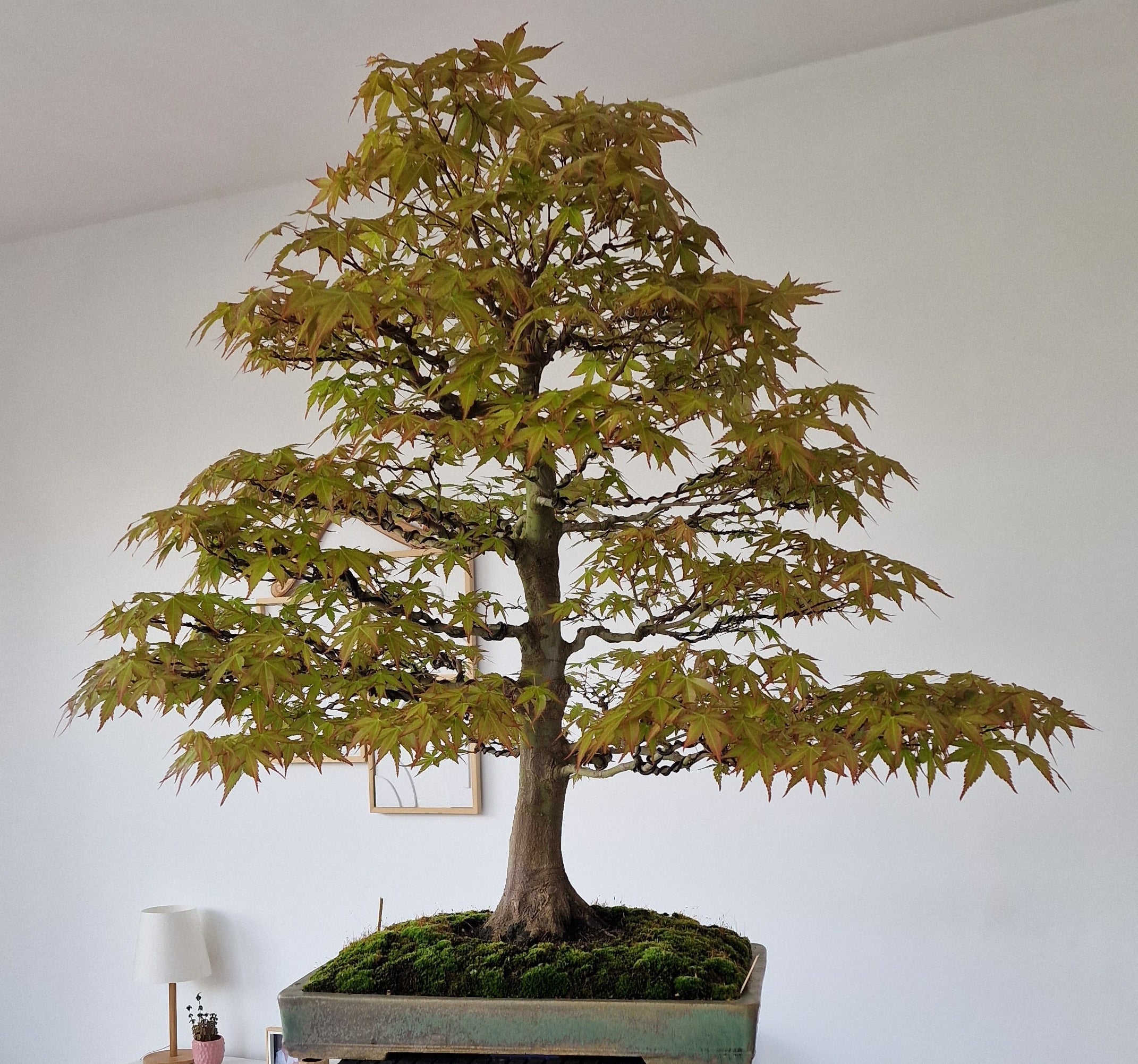 Acer palmatum bonsai nr. 1