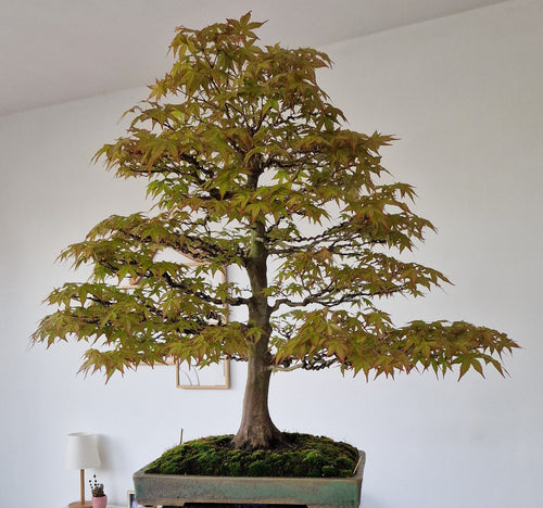 Acer palmatum bonsai No.1 – Bonsai Lab