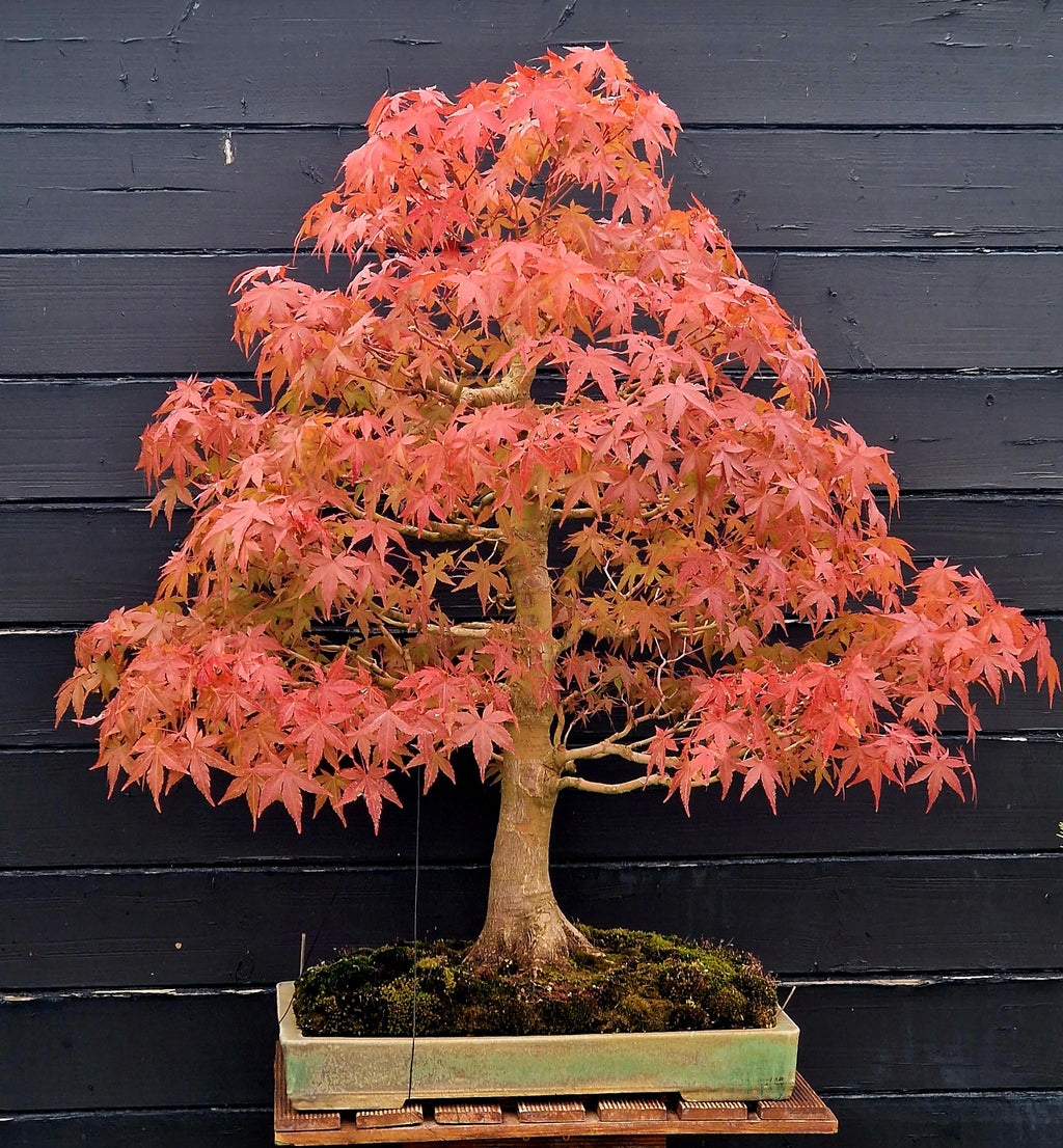 Acer palmatum bonsai No.1