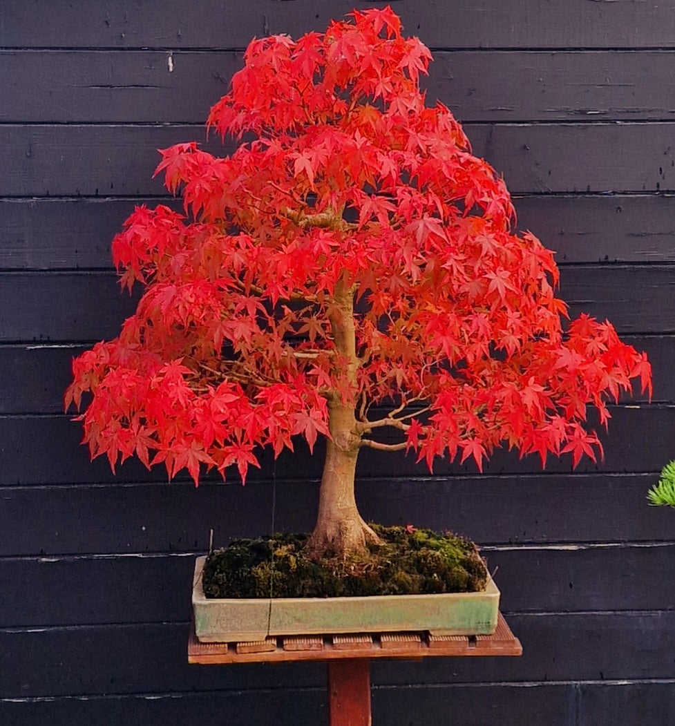 acer bonsai tree Acer palmatum bonsai No.1 – Bonsai Lab