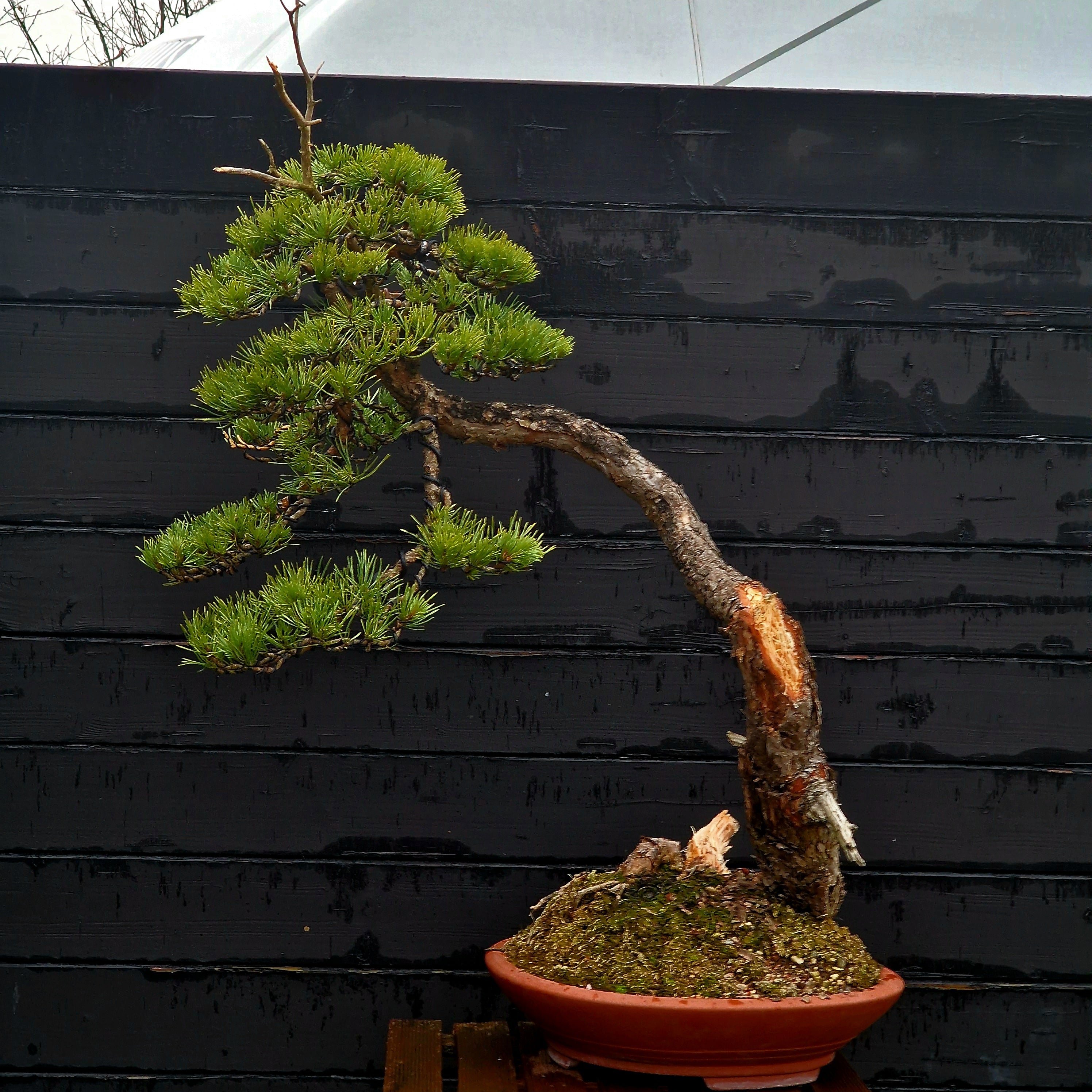 Pinus sylvestris Yamadori bonsai nr.1