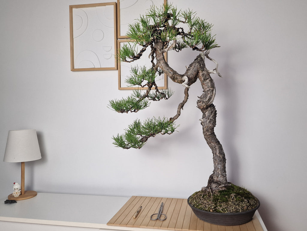 Pinus sylvertris bonsai  No. 1