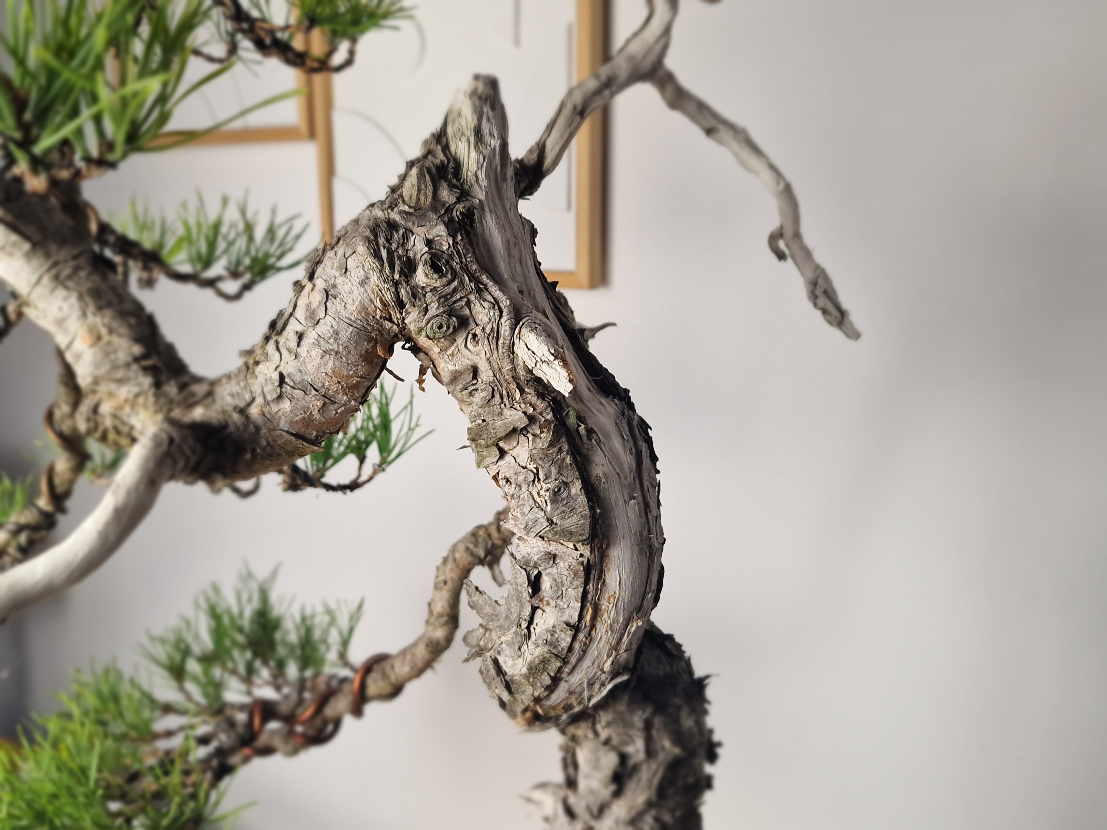 Pinus sylvertris bonsai nr. 1