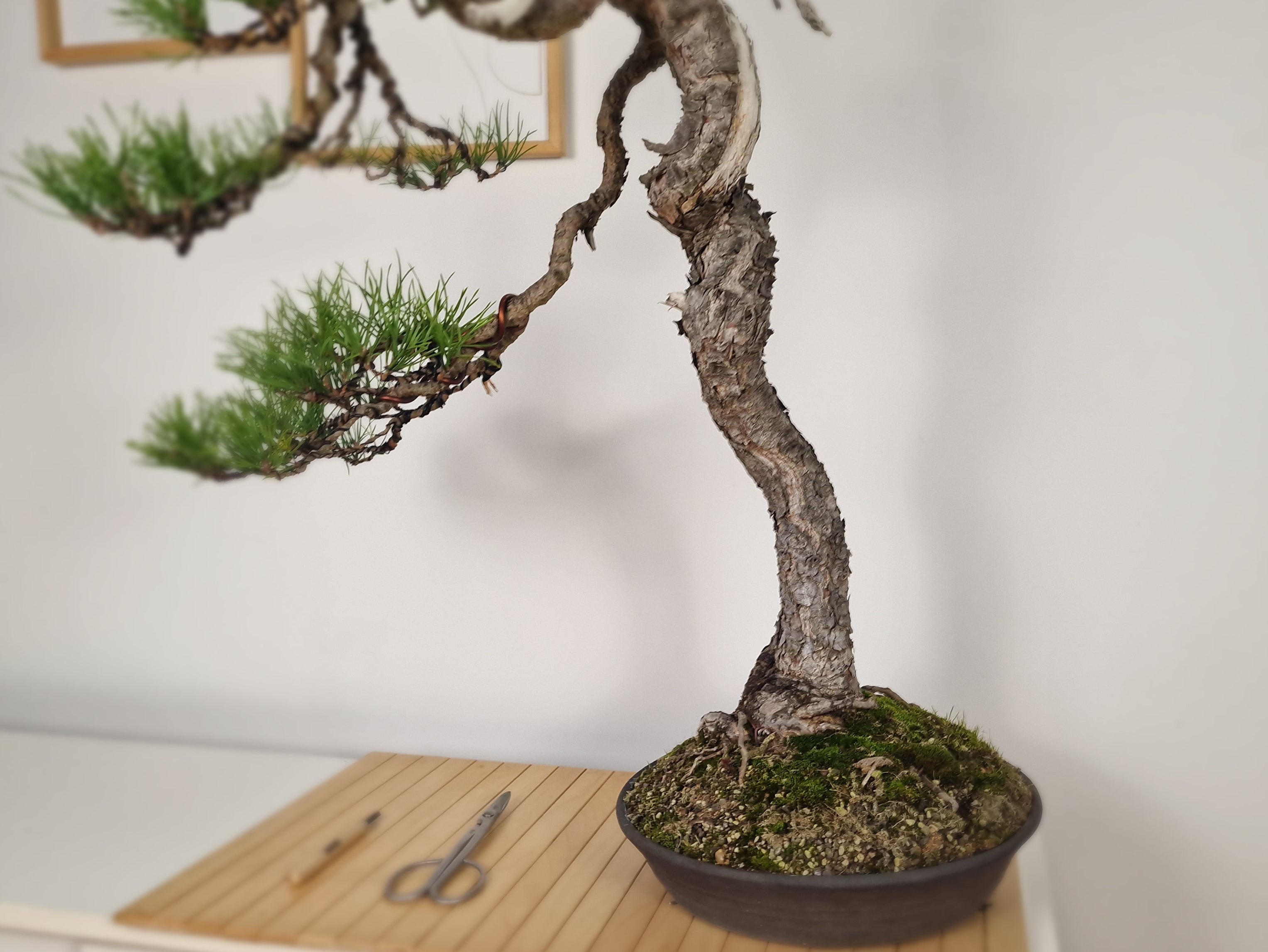 Pinus sylvertris bonsai nr. 1