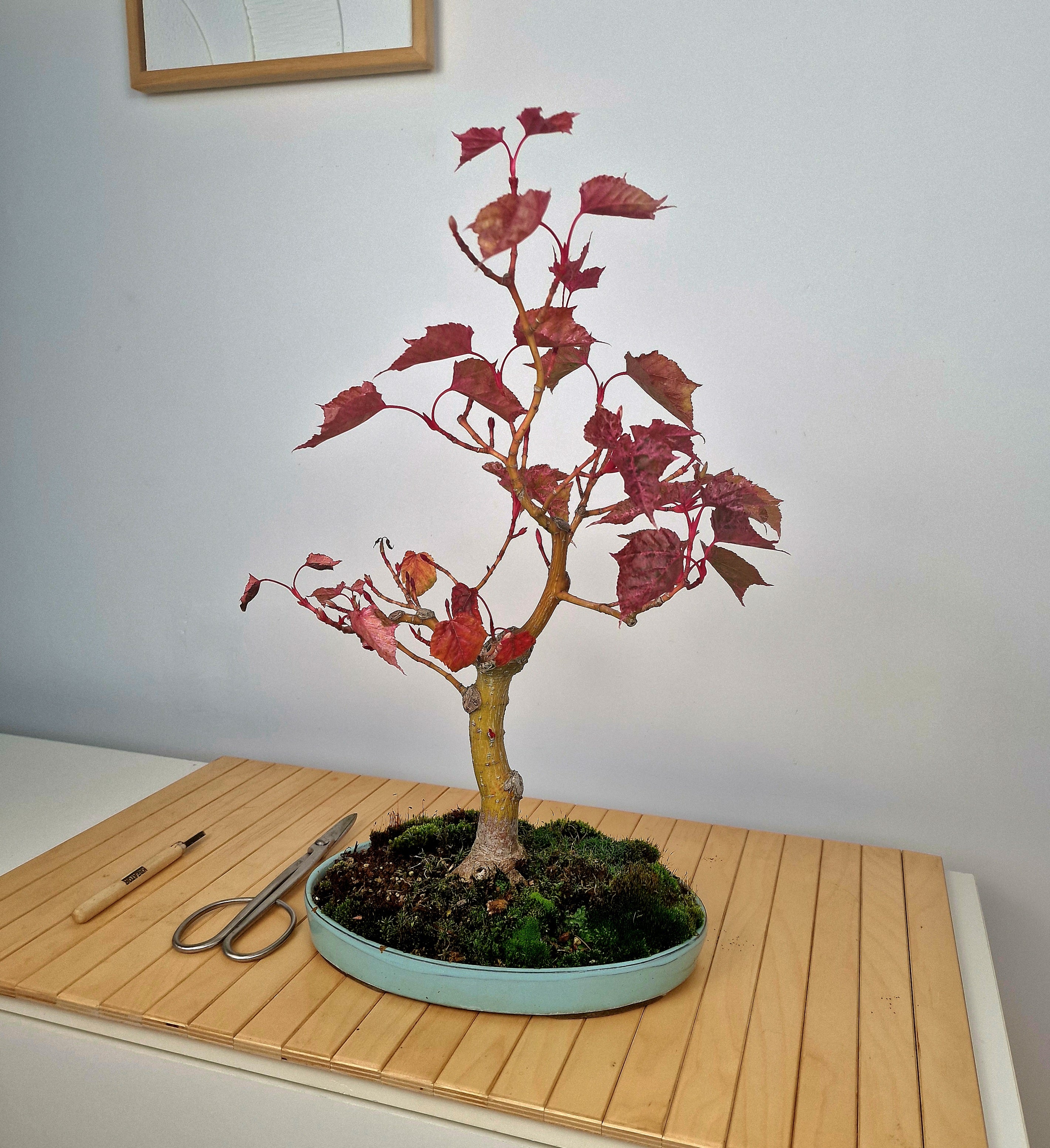 Acer Davidii Flamingo bonsai No. 1