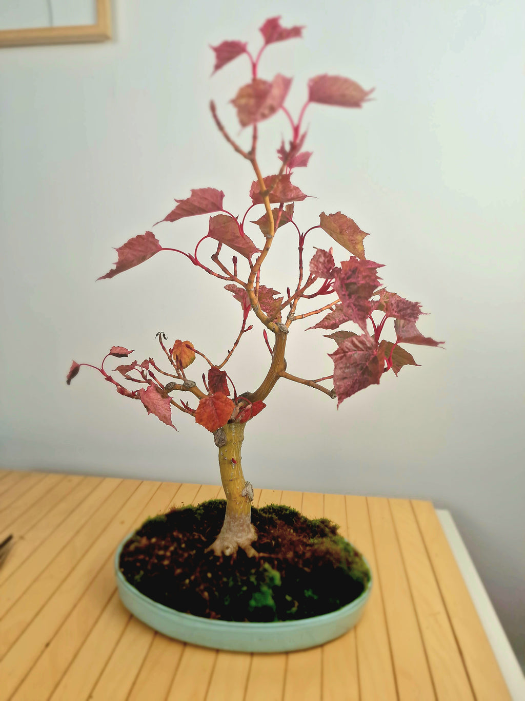 Acer Davidii Flamingo bonsai No. 1