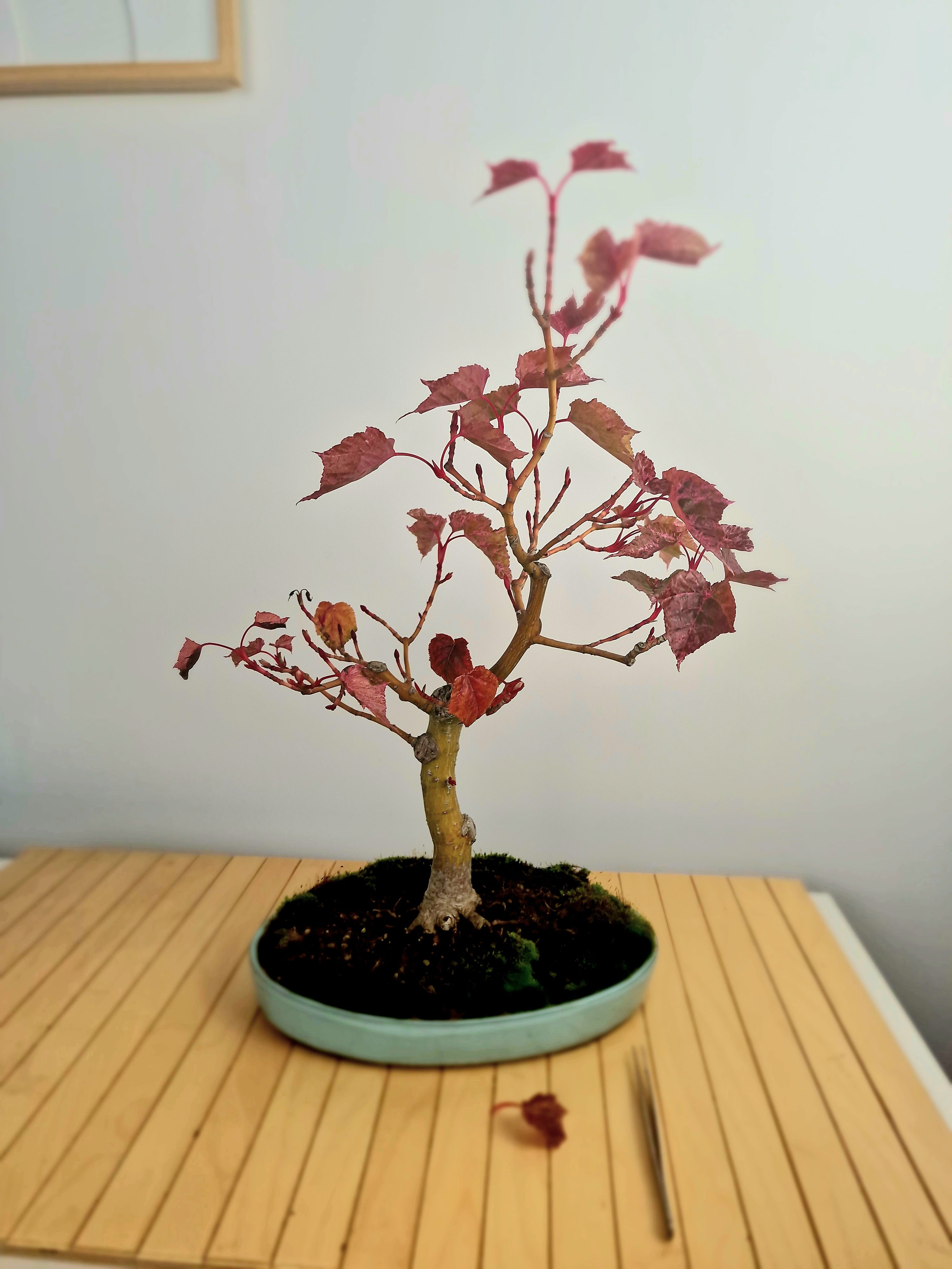 Acer Davidii Flamingo bonsai No. 1