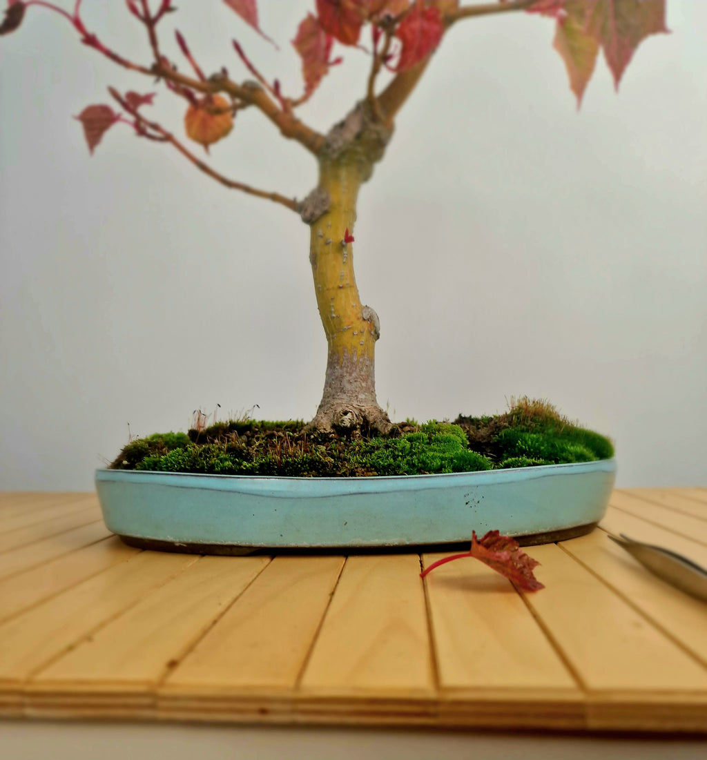 Acer Davidii Flamingo bonsai No. 1