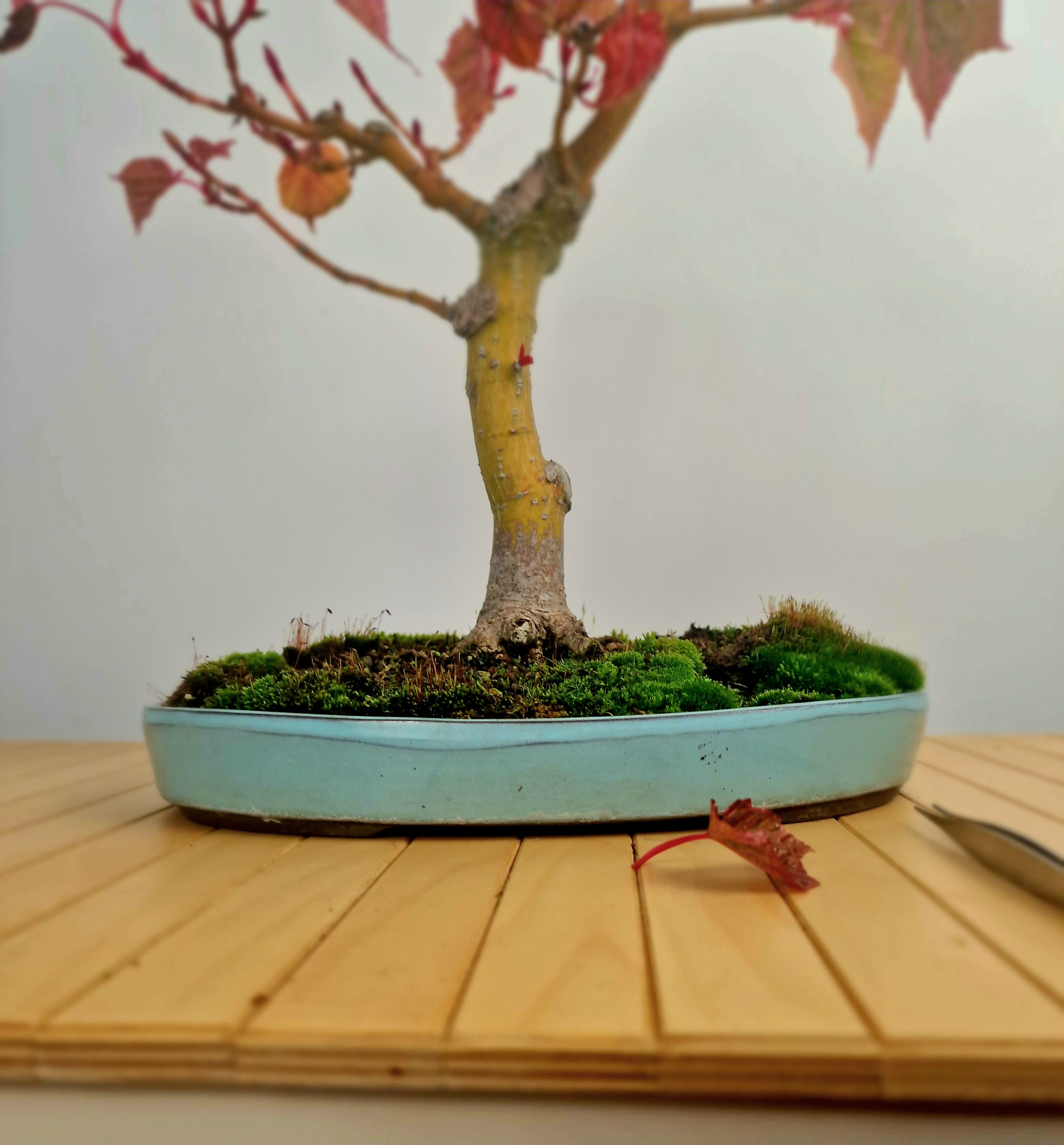 Acer Davidii Flamingo bonsai No. 1
