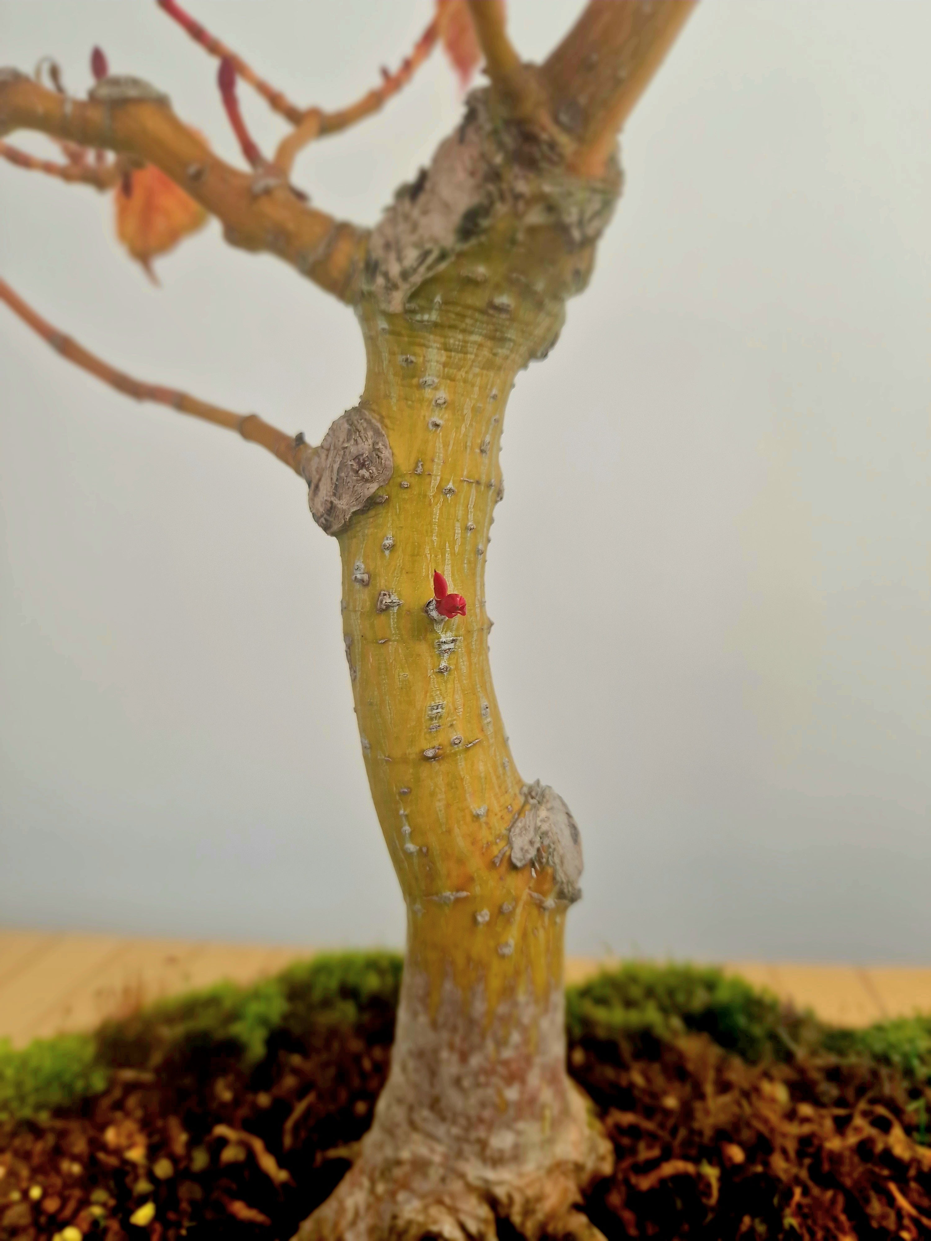 Acer Davidii Flamingo bonsai No. 1