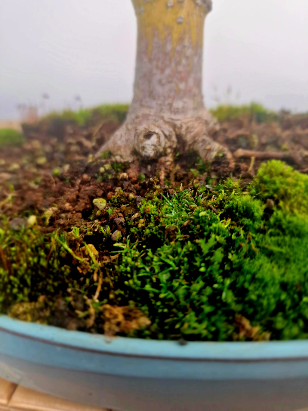 Acer Davidii Flamingo bonsai No. 1