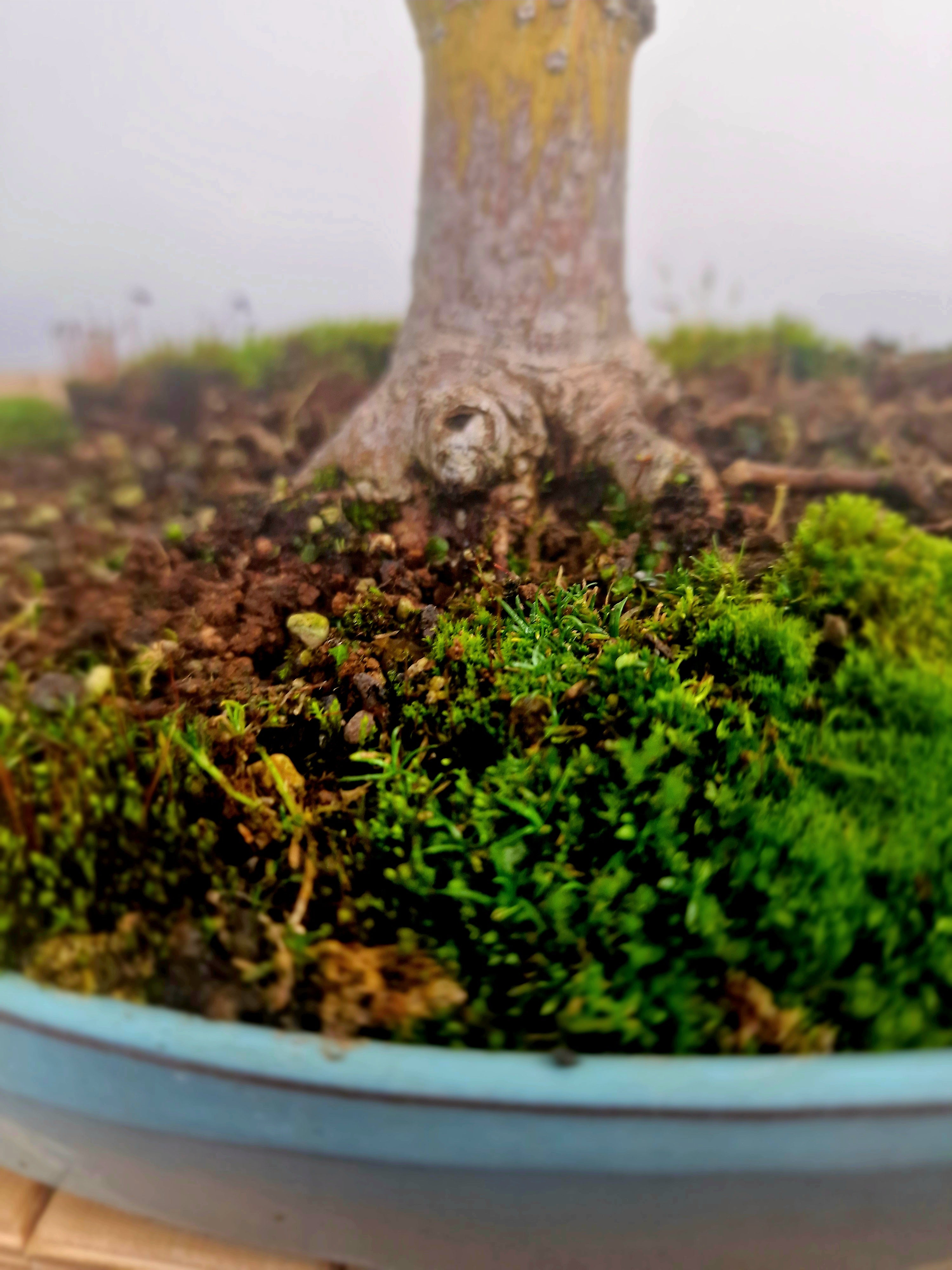 Acer Davidii Flamingo bonsai No. 1