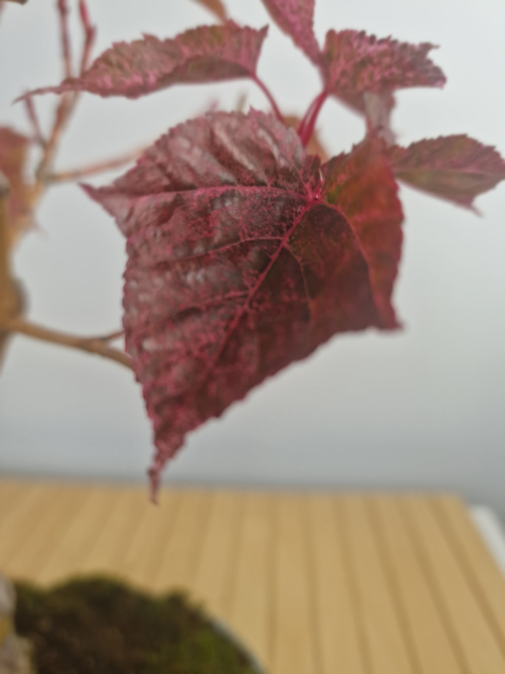 Acer Davidii Flamingo bonsai No. 1