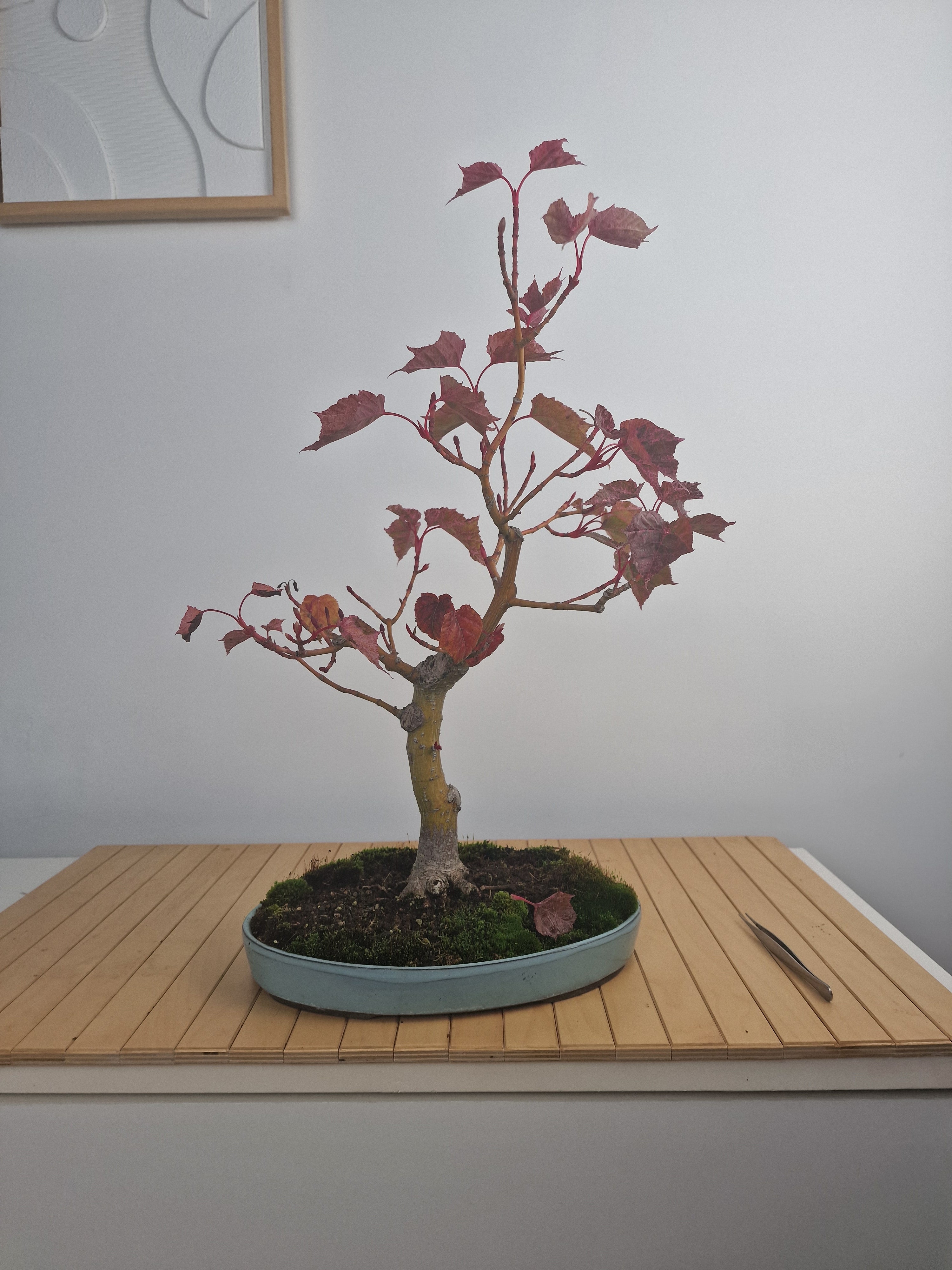 Acer Davidii Flamingo bonsai No. 1