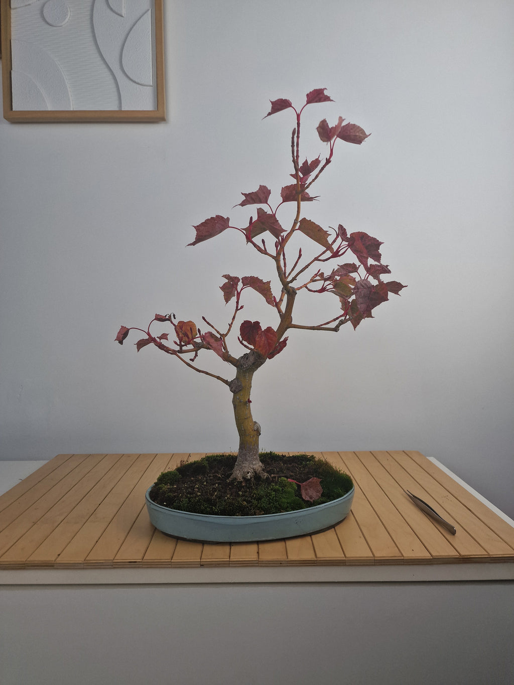 Acer Davidii Flamingo bonsai No. 1