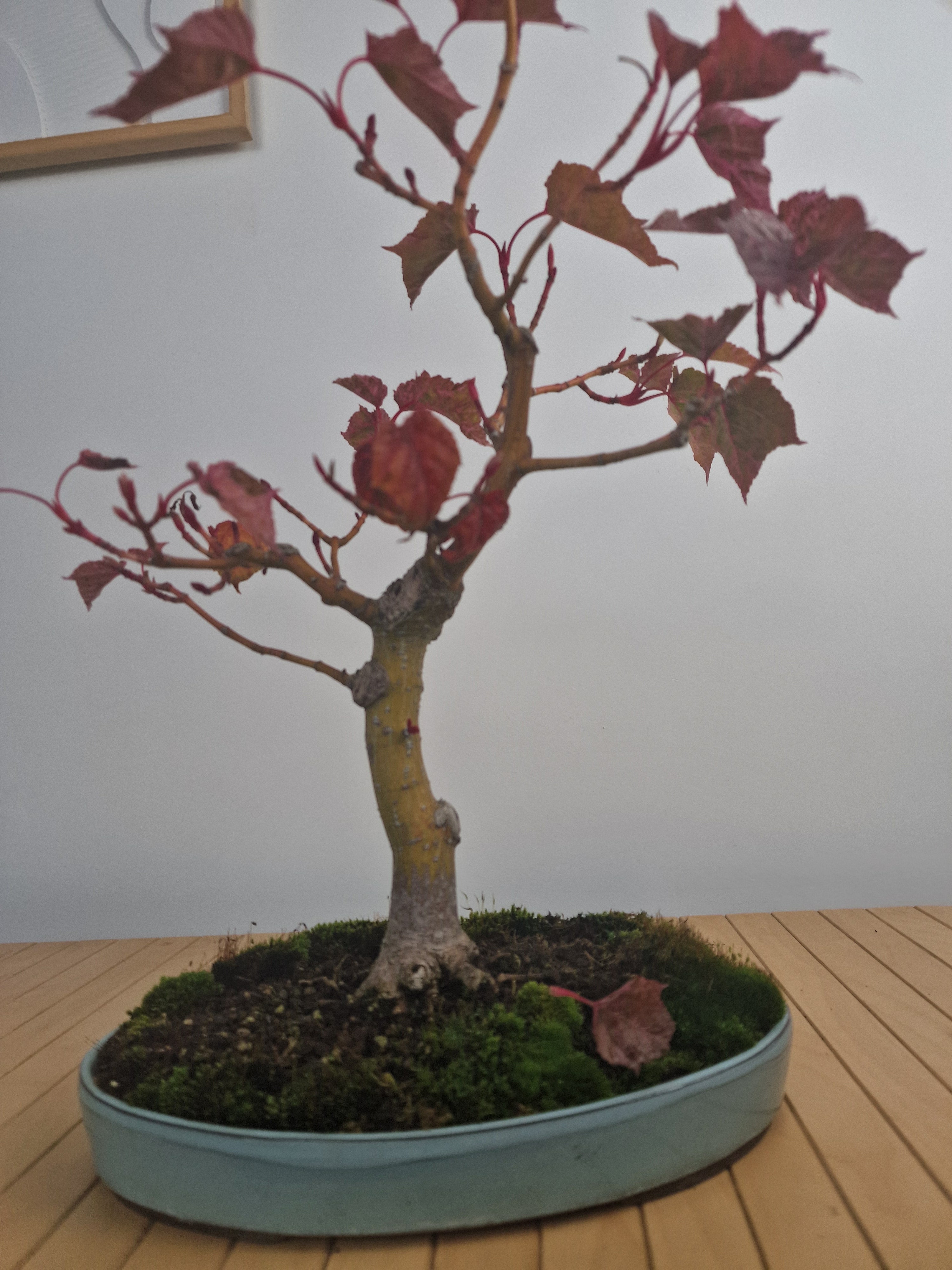 Acer Davidii Flamingo bonsai No. 1