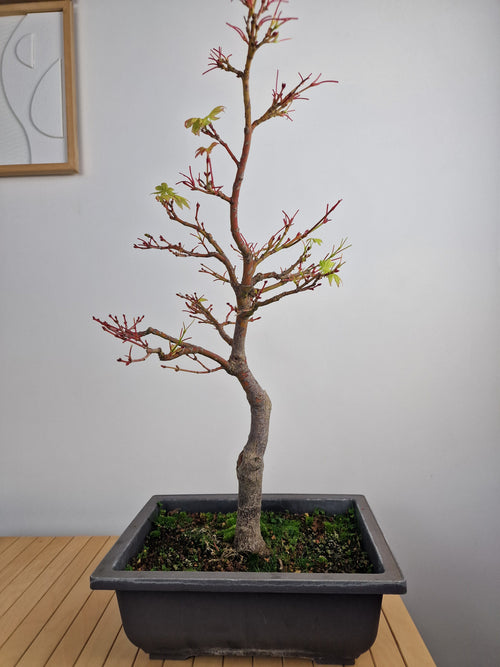 bonsai tree no leaves Acer palmatum sangokaku bonsai No.1 – Bonsai Lab
