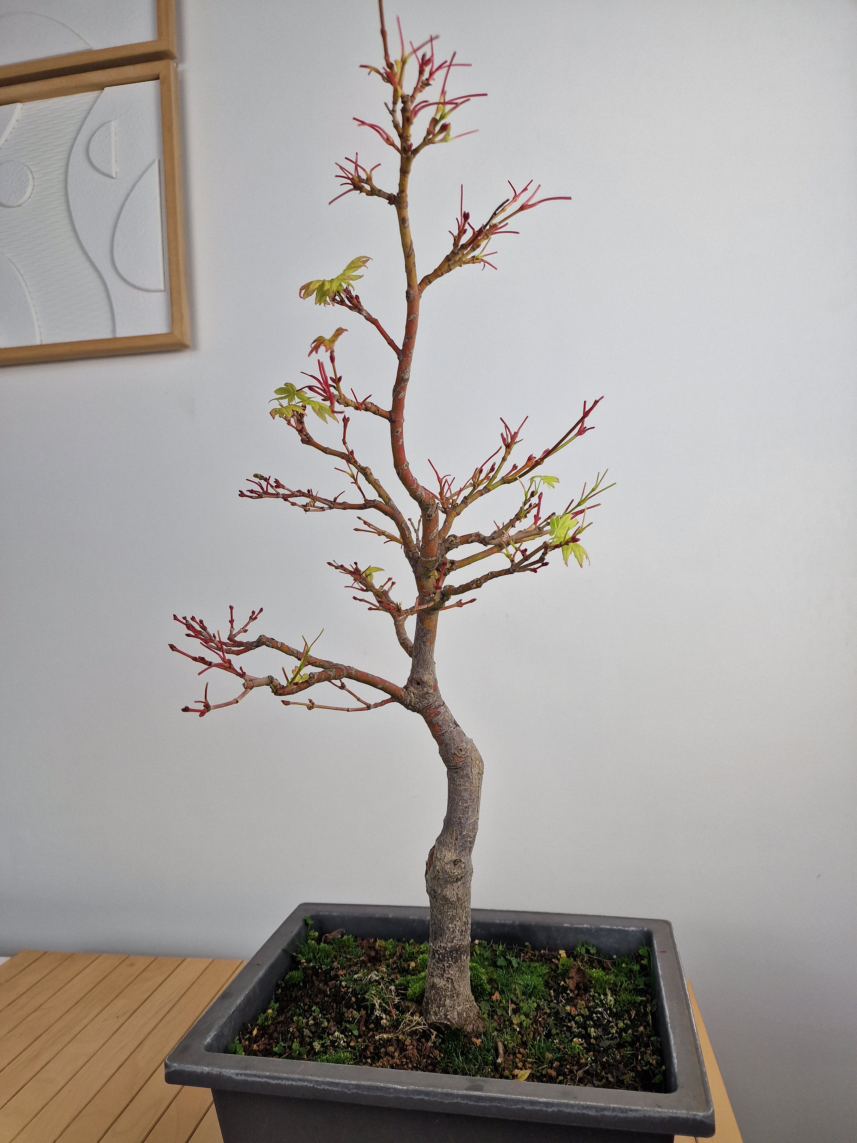 Acer palmatum sangokaku bonsai No.1