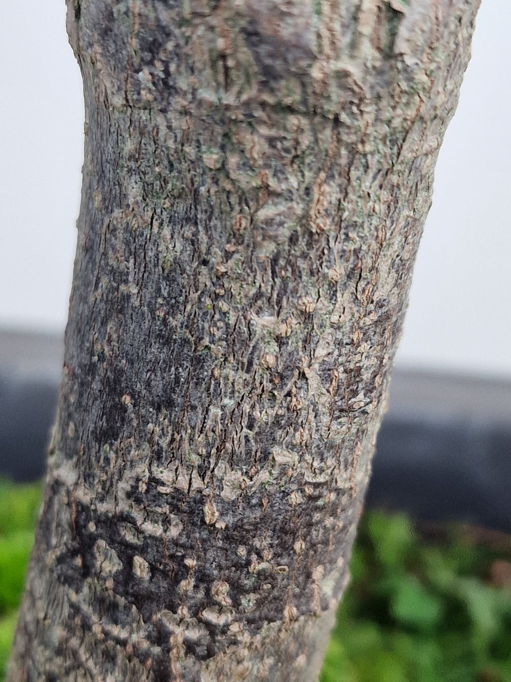 Acer palmatum sangokaku bonsai No.1