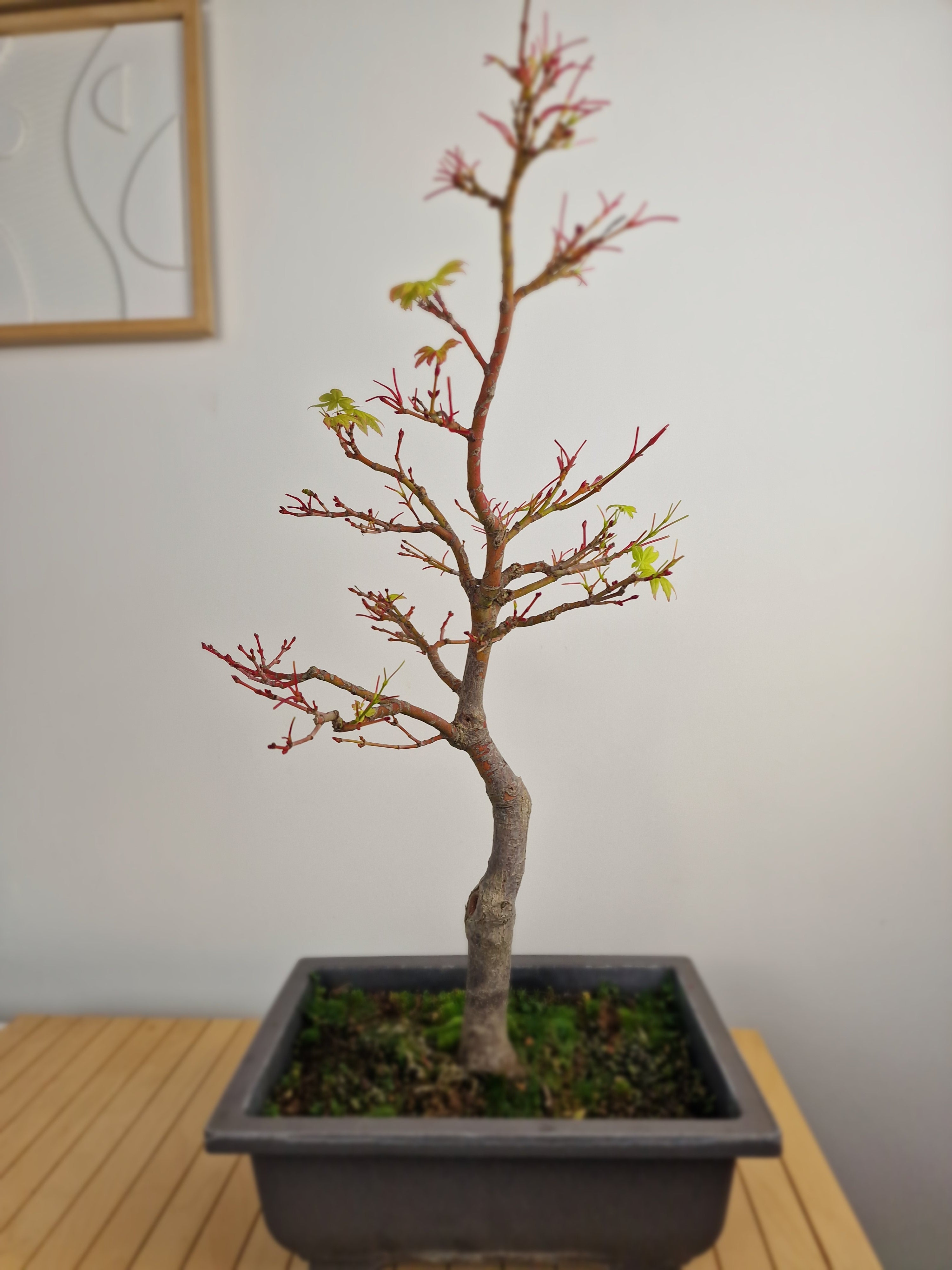 Acer palmatum sangokaku bonsai No.1