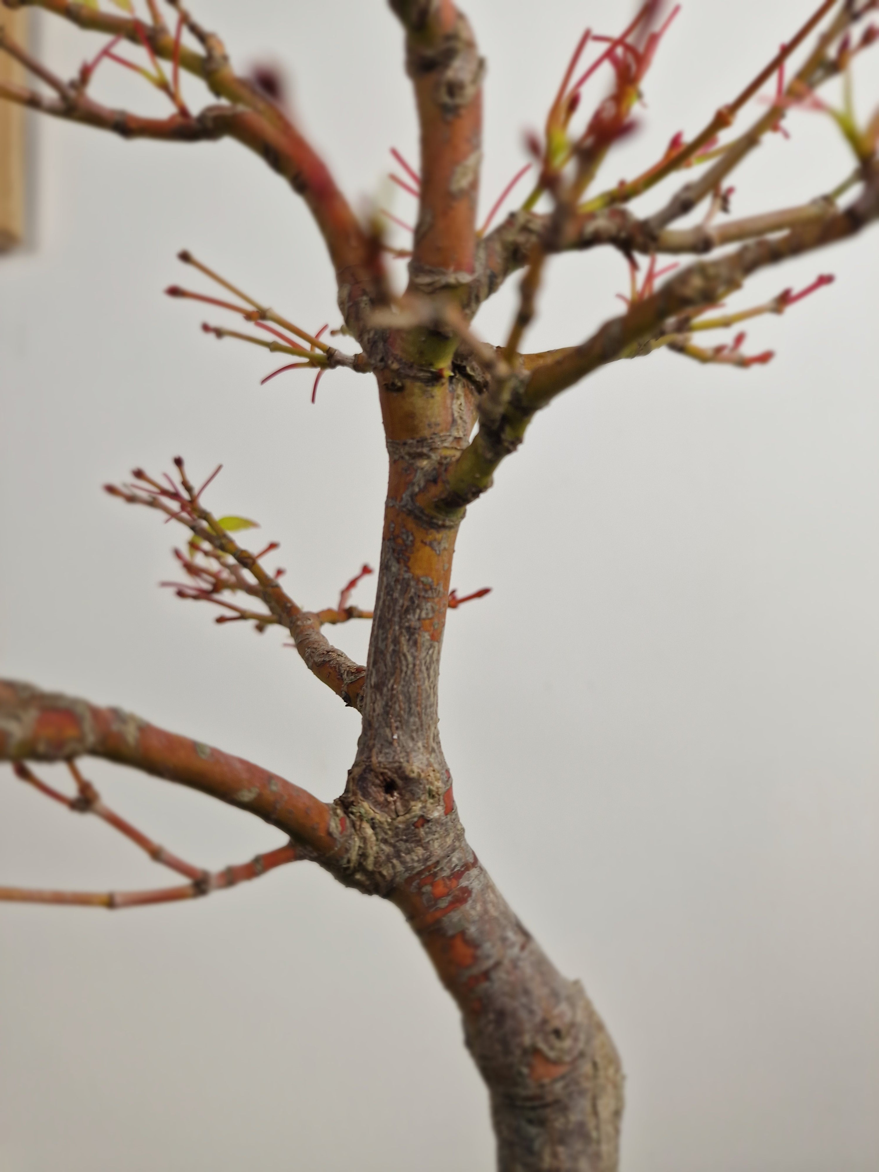 Acer palmatum sangokaku bonsai No.1