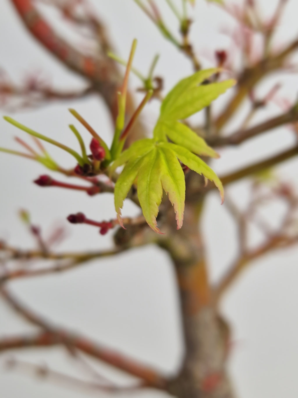 Acer palmatum sangokaku bonsai No.1