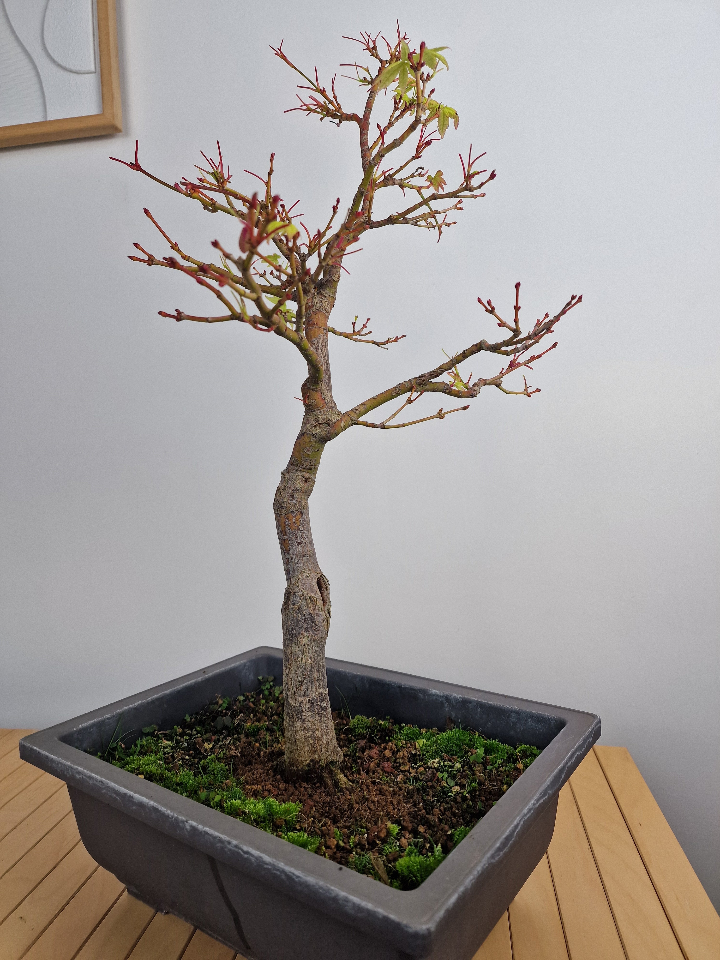 Acer palmatum sangokaku bonsai No.1