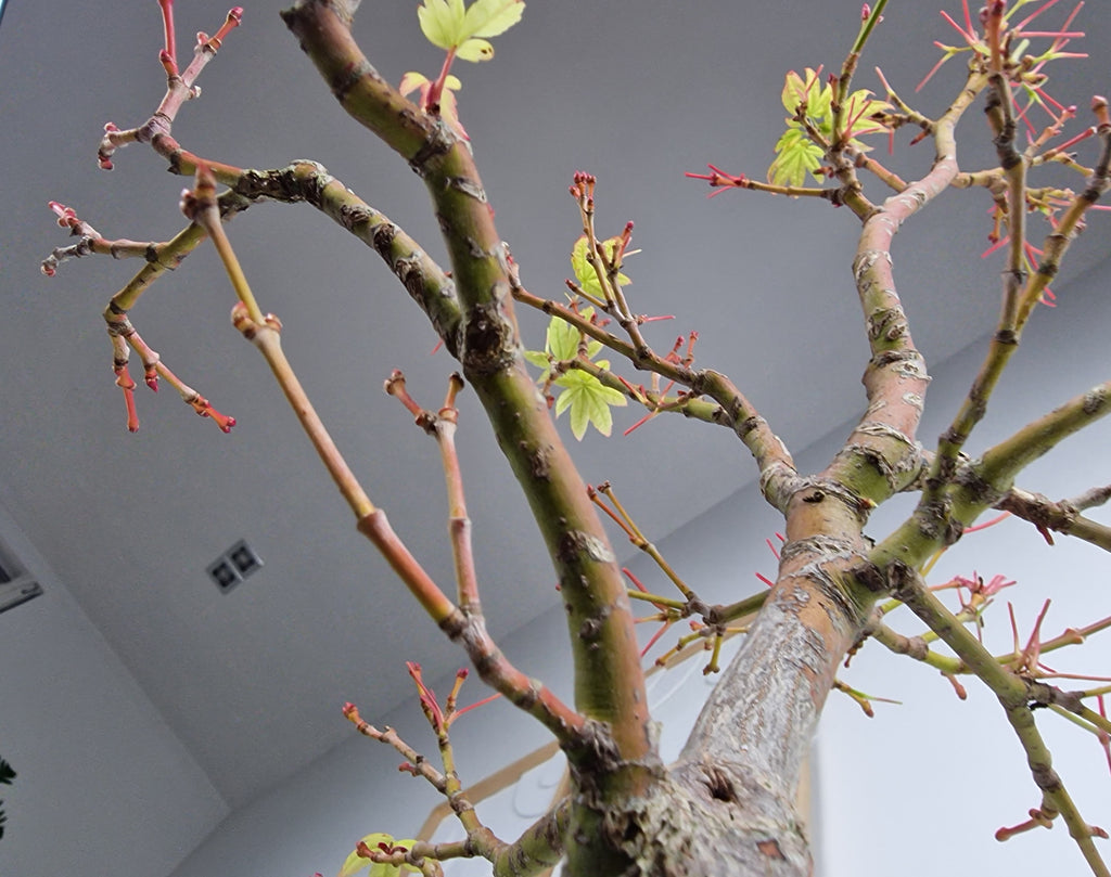 Acer palmatum sangokaku bonsai No.1