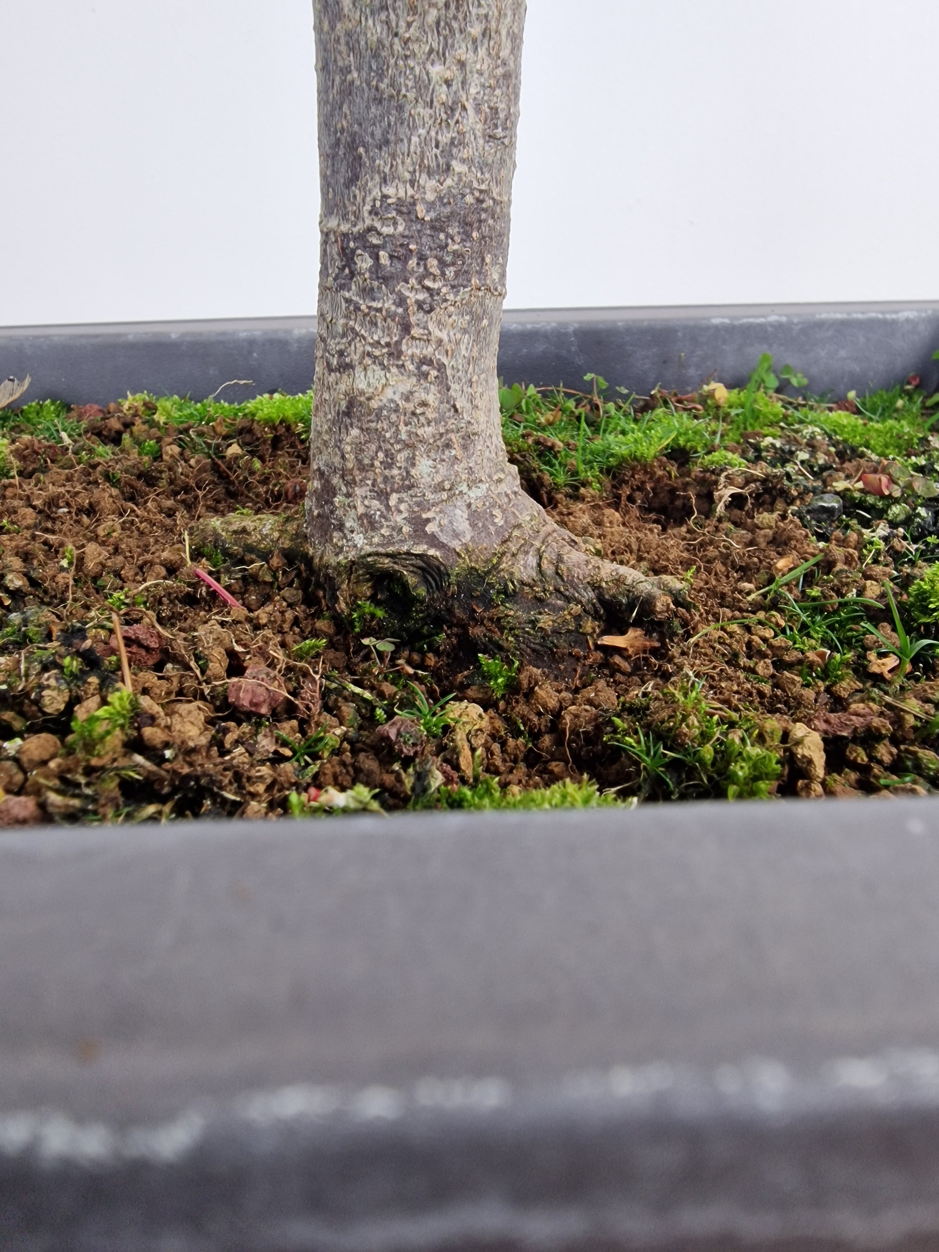 Acer palmatum sangokaku bonsai No.1