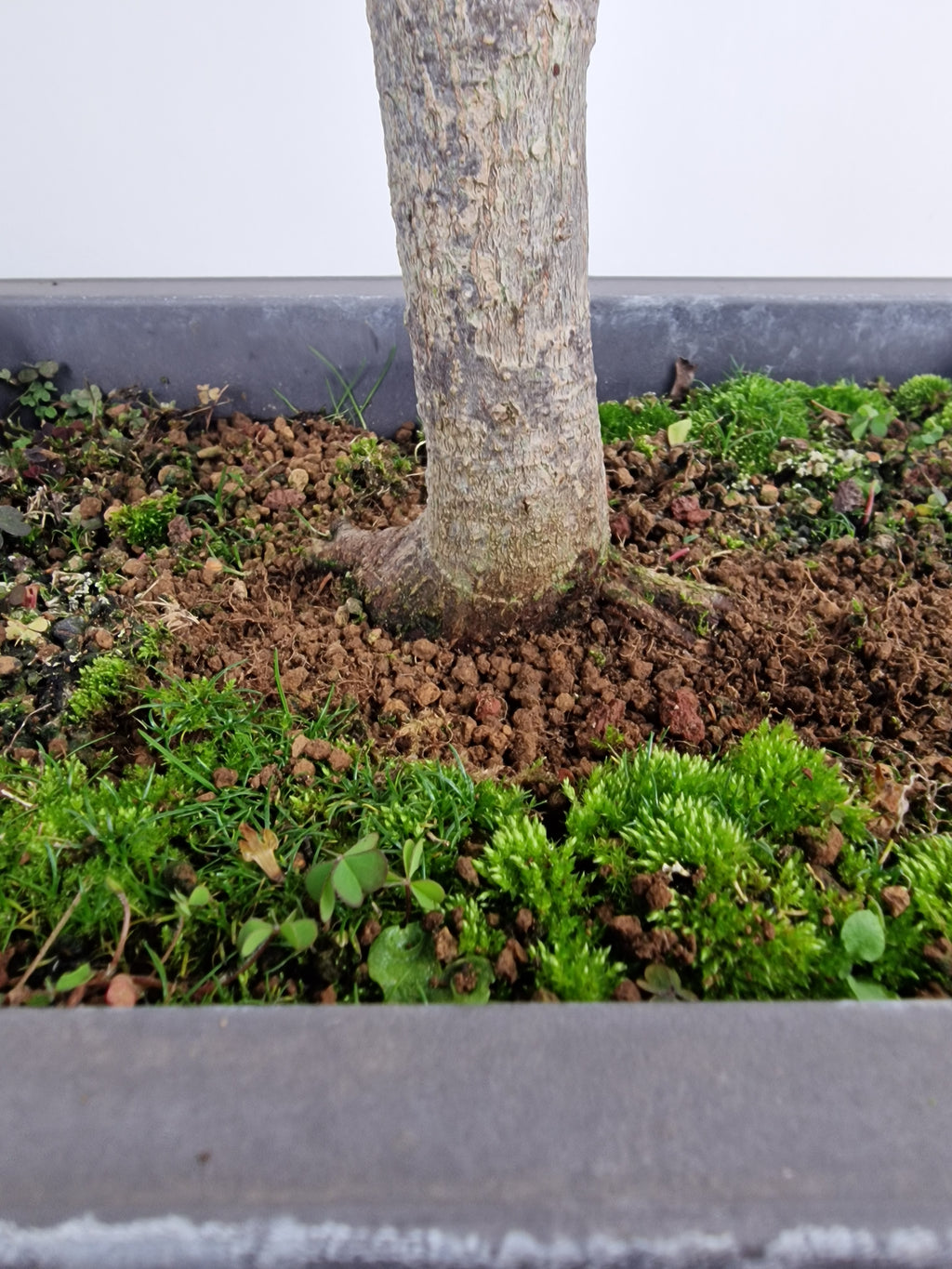 Acer palmatum sangokaku bonsai No.1