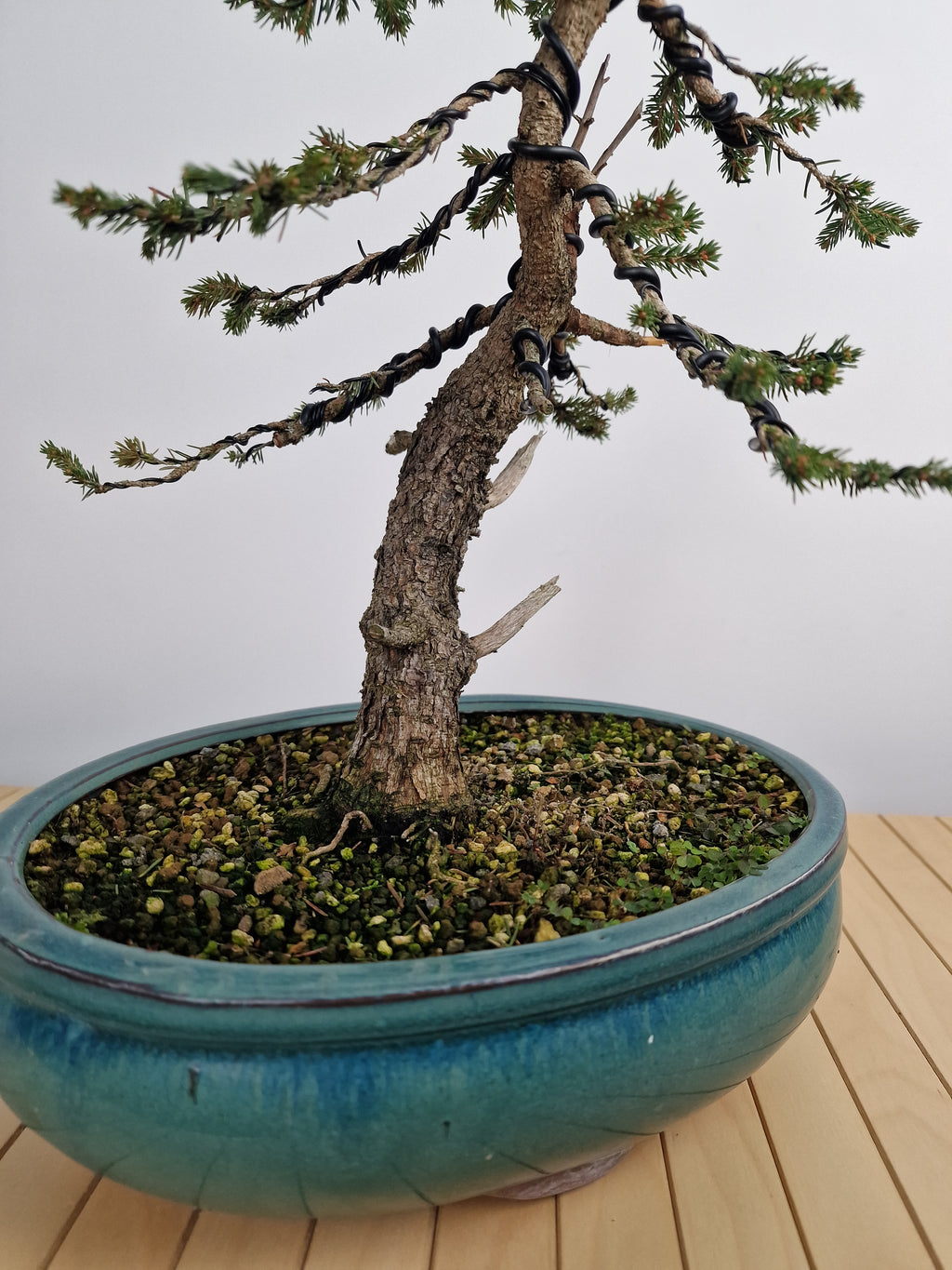 Dwarf Picea pre-bonsai No. 1