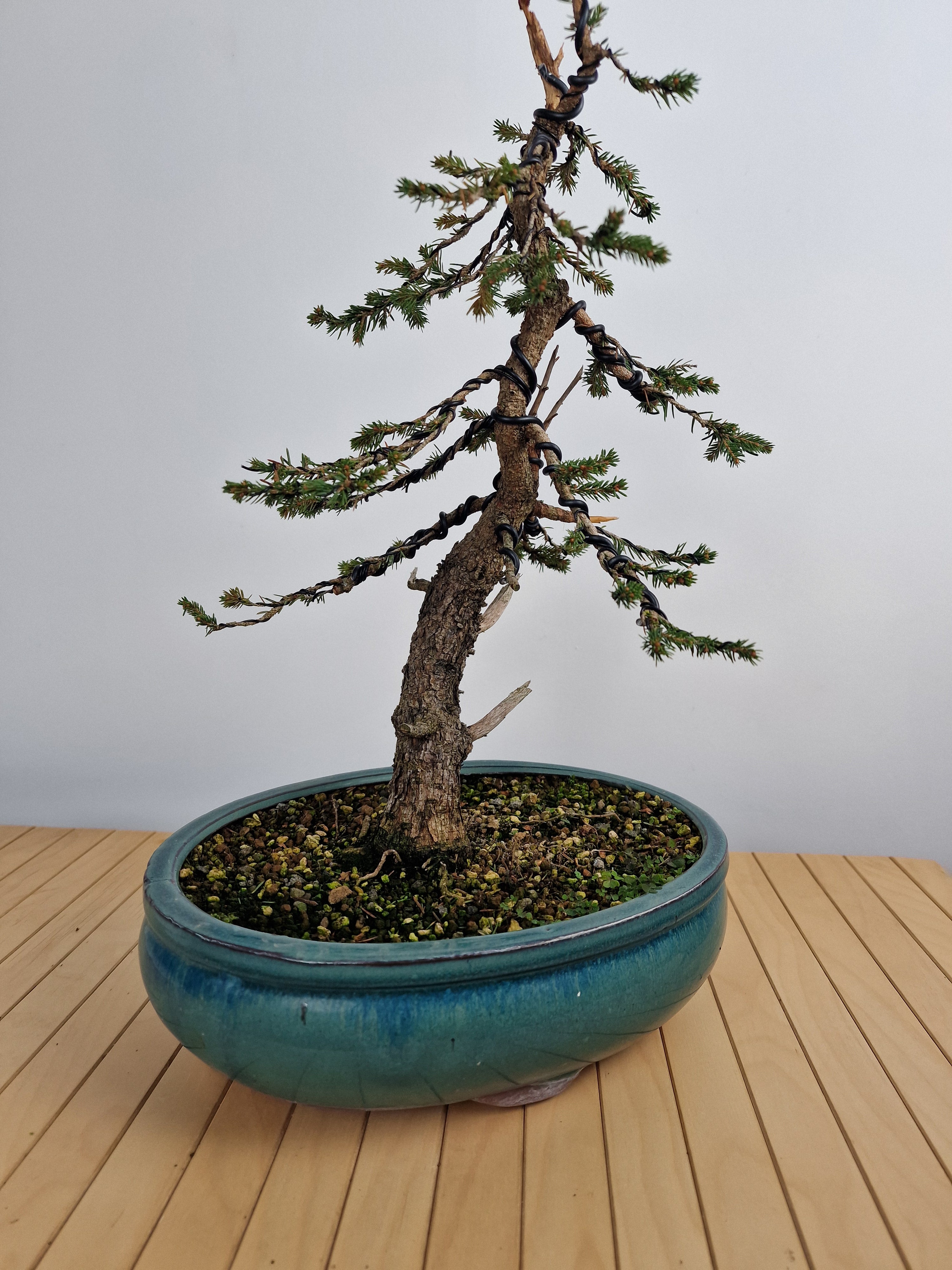 picea bonsai tree Dwarf Picea pre-bonsai No. 1 – Bonsai Lab