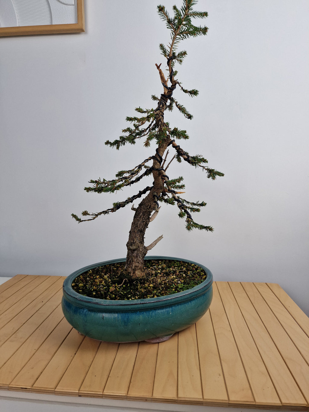 Dwarf Picea pre-bonsai No. 1