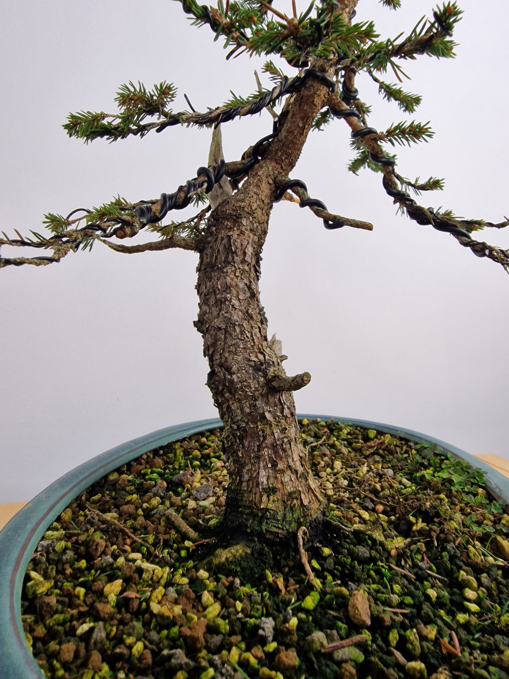 Dwarf Picea pre-bonsai No. 1
