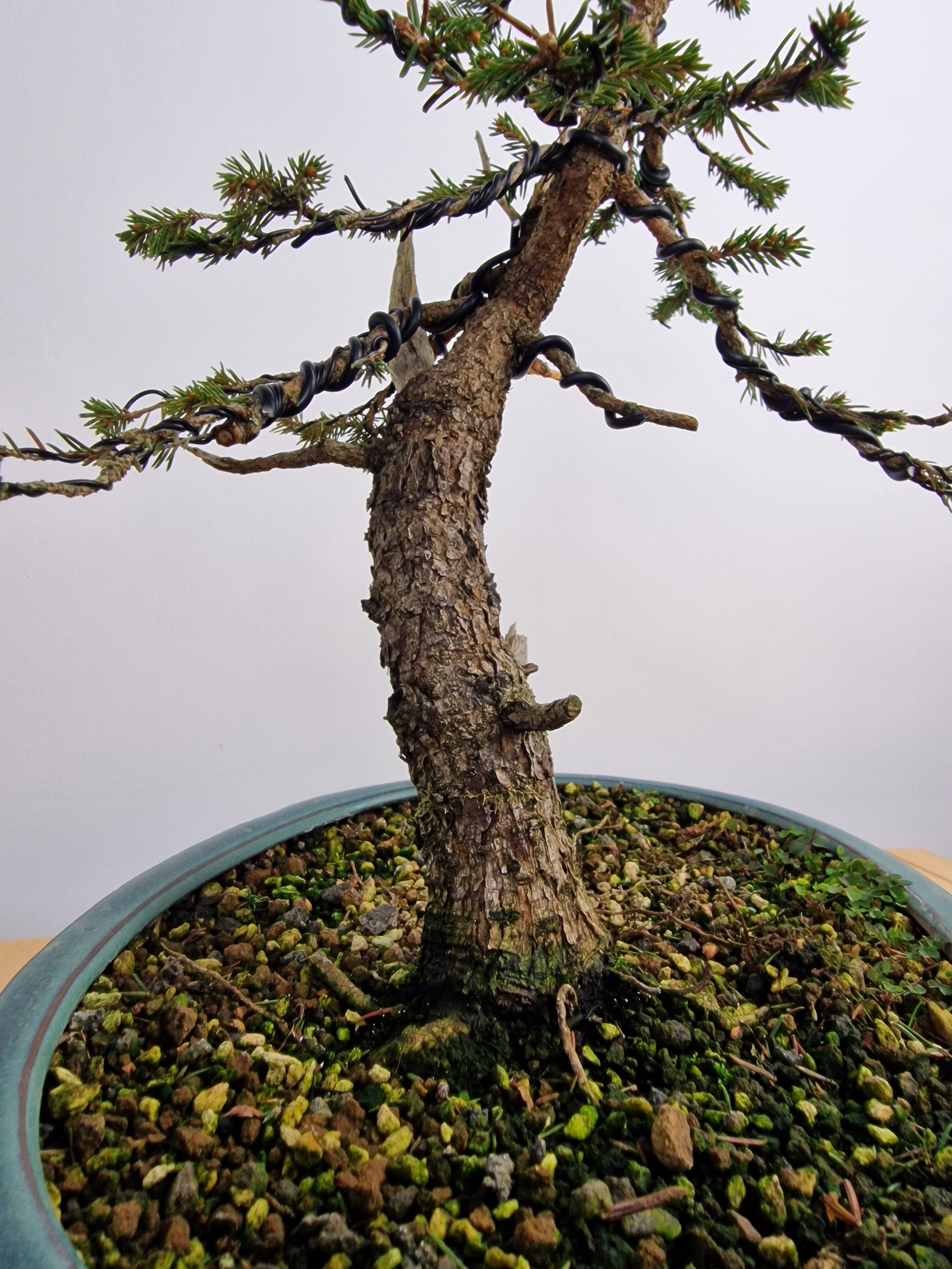 Dwarf Picea pre-bonsai No. 1