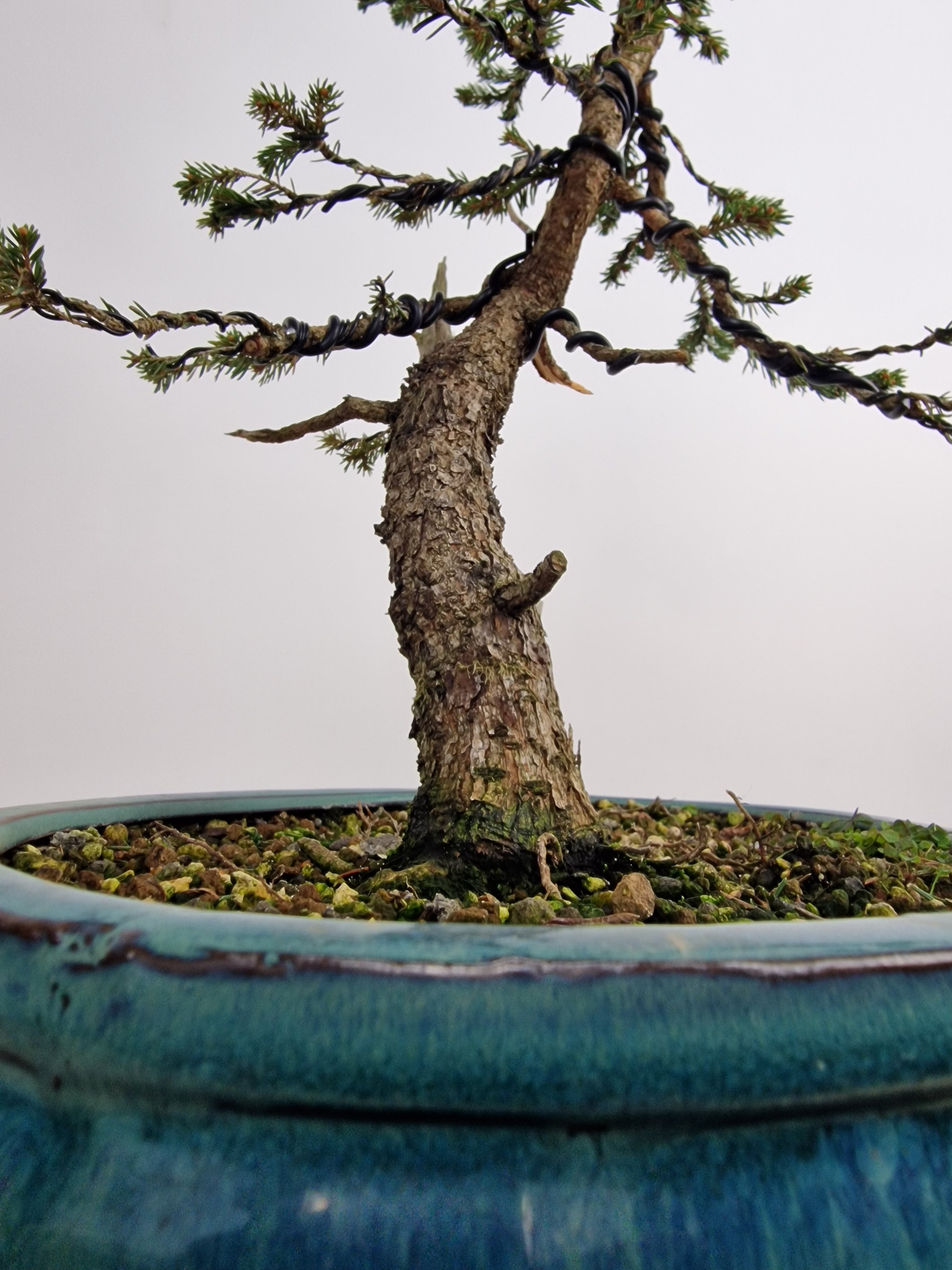 Dwarf Picea pre-bonsai No. 1