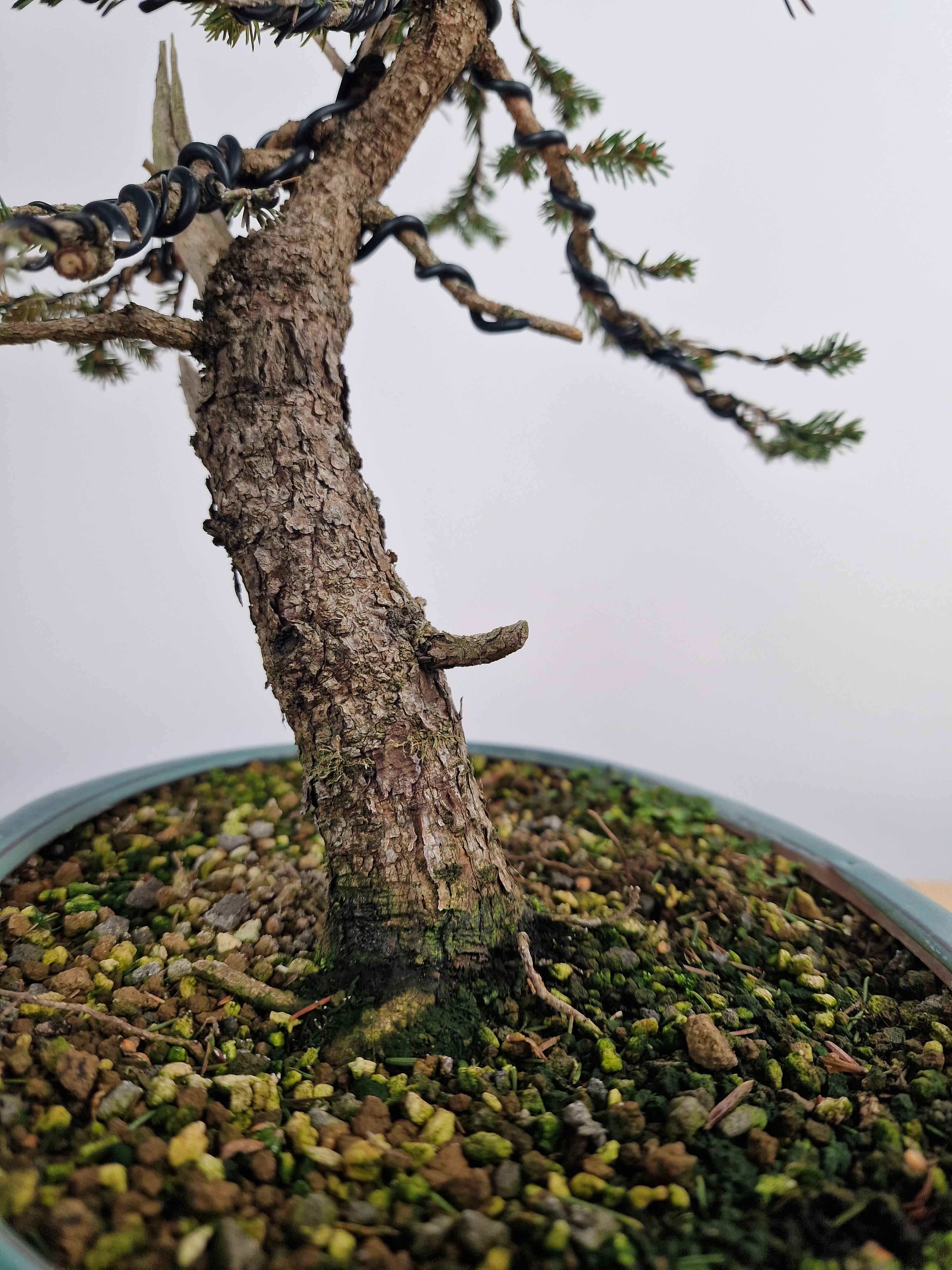 Dwarf Picea pre-bonsai No. 1