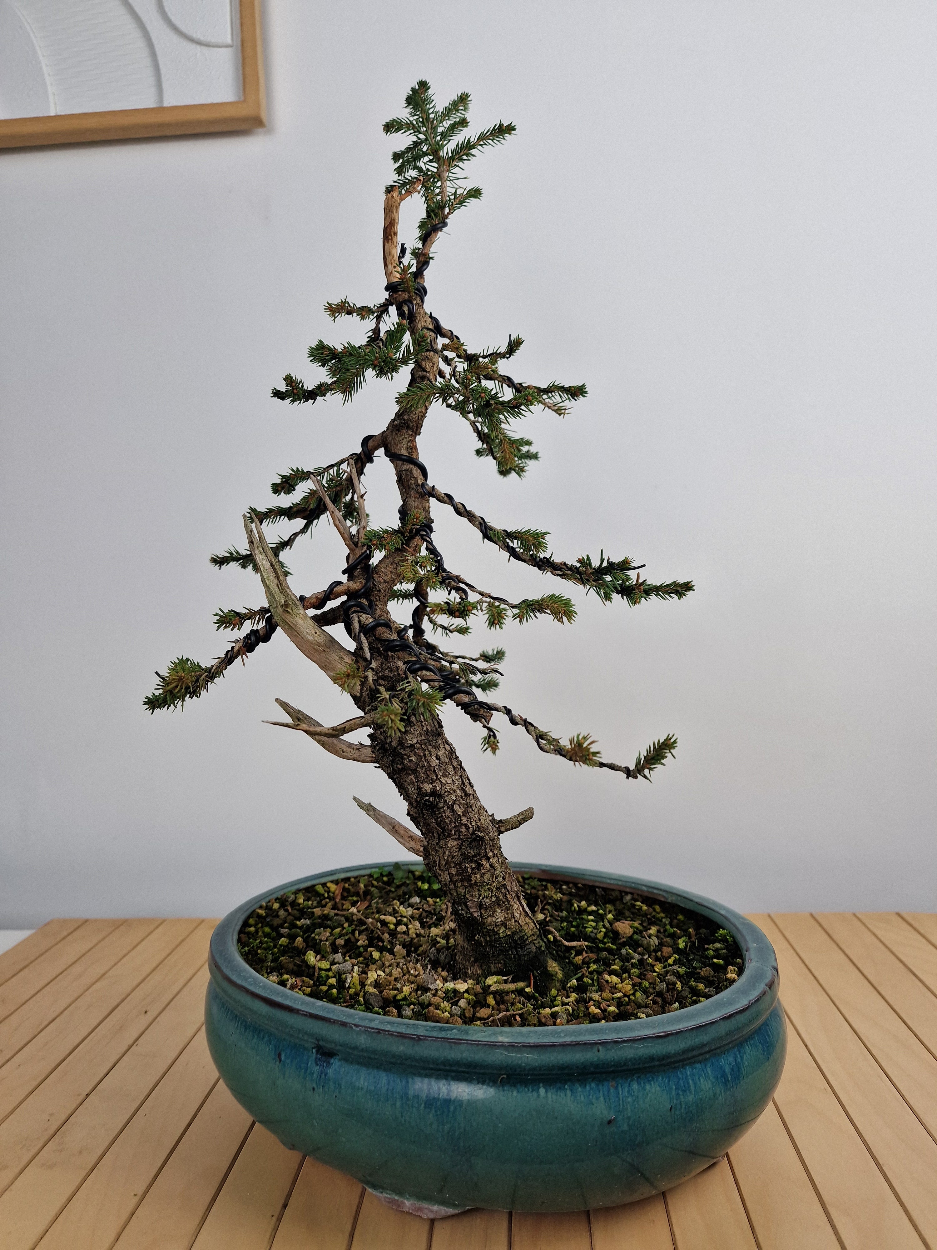 Dwarf Picea pre-bonsai No. 1