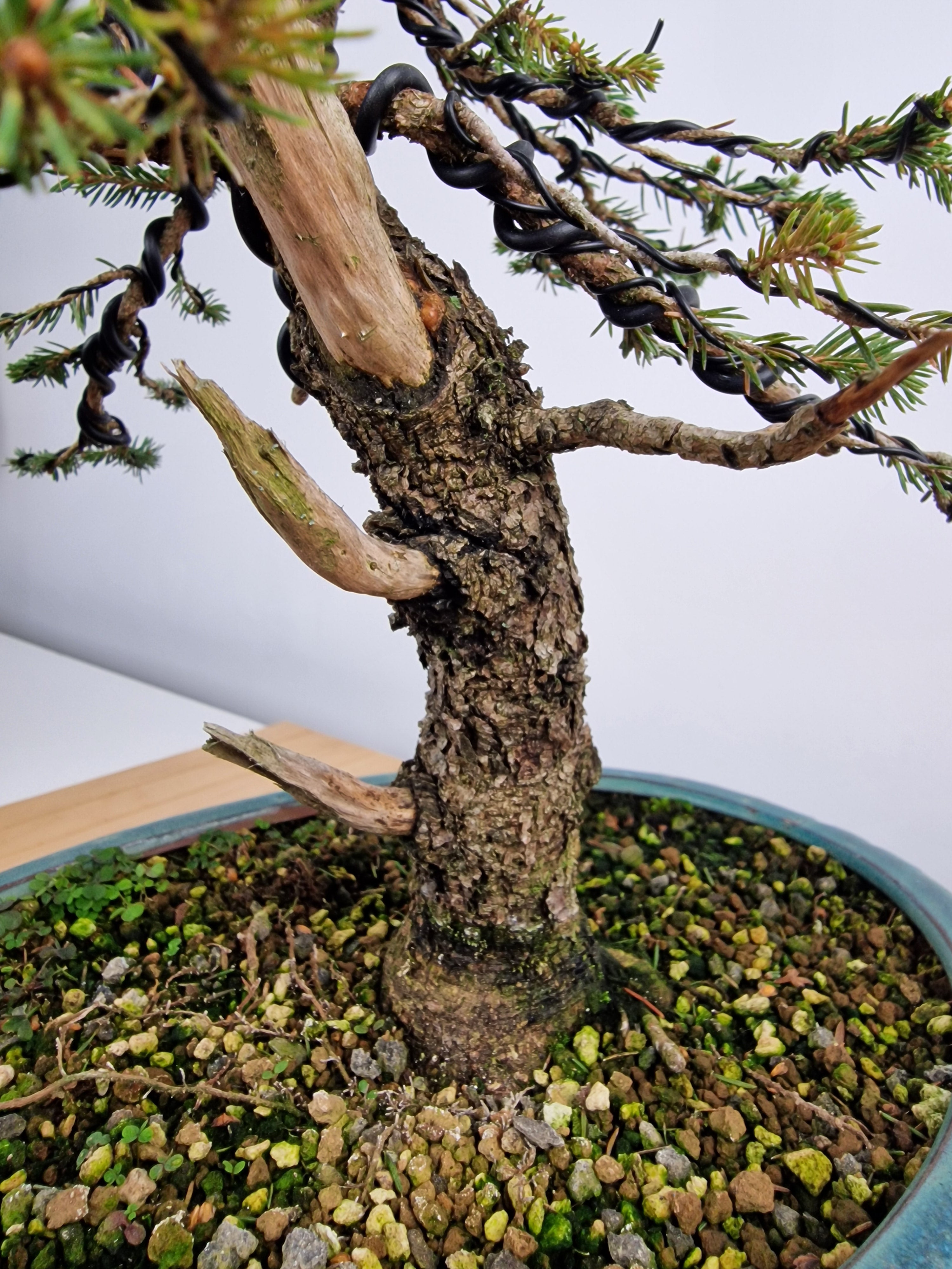 Dwarf Picea pre-bonsai No. 1