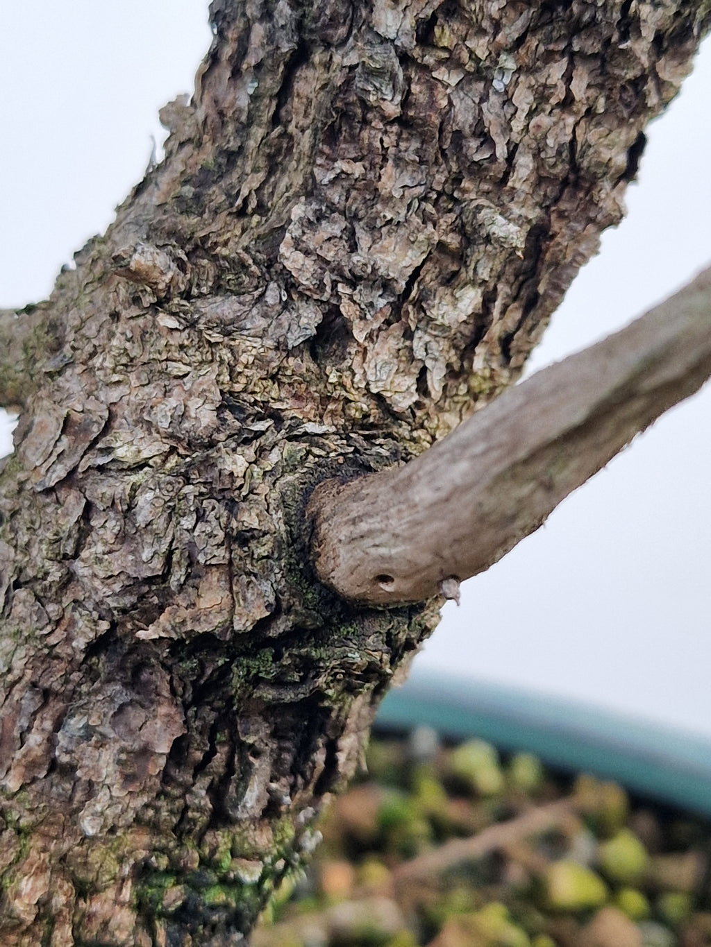 Dwarf Picea pre-bonsai No. 1